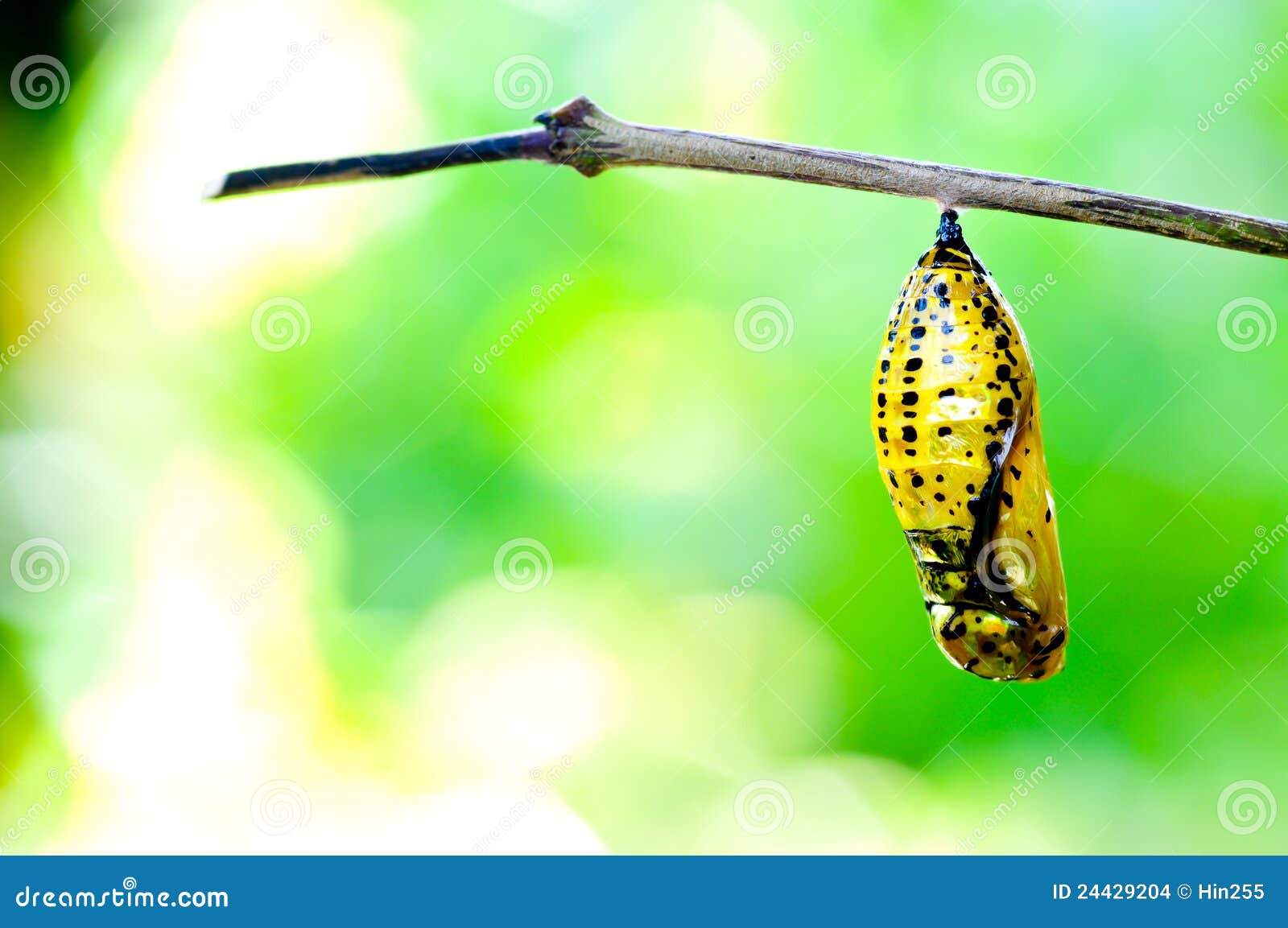Leeuw B olie doorboren De vlinder van de pop stock foto. Image of leven, larve - 24429204