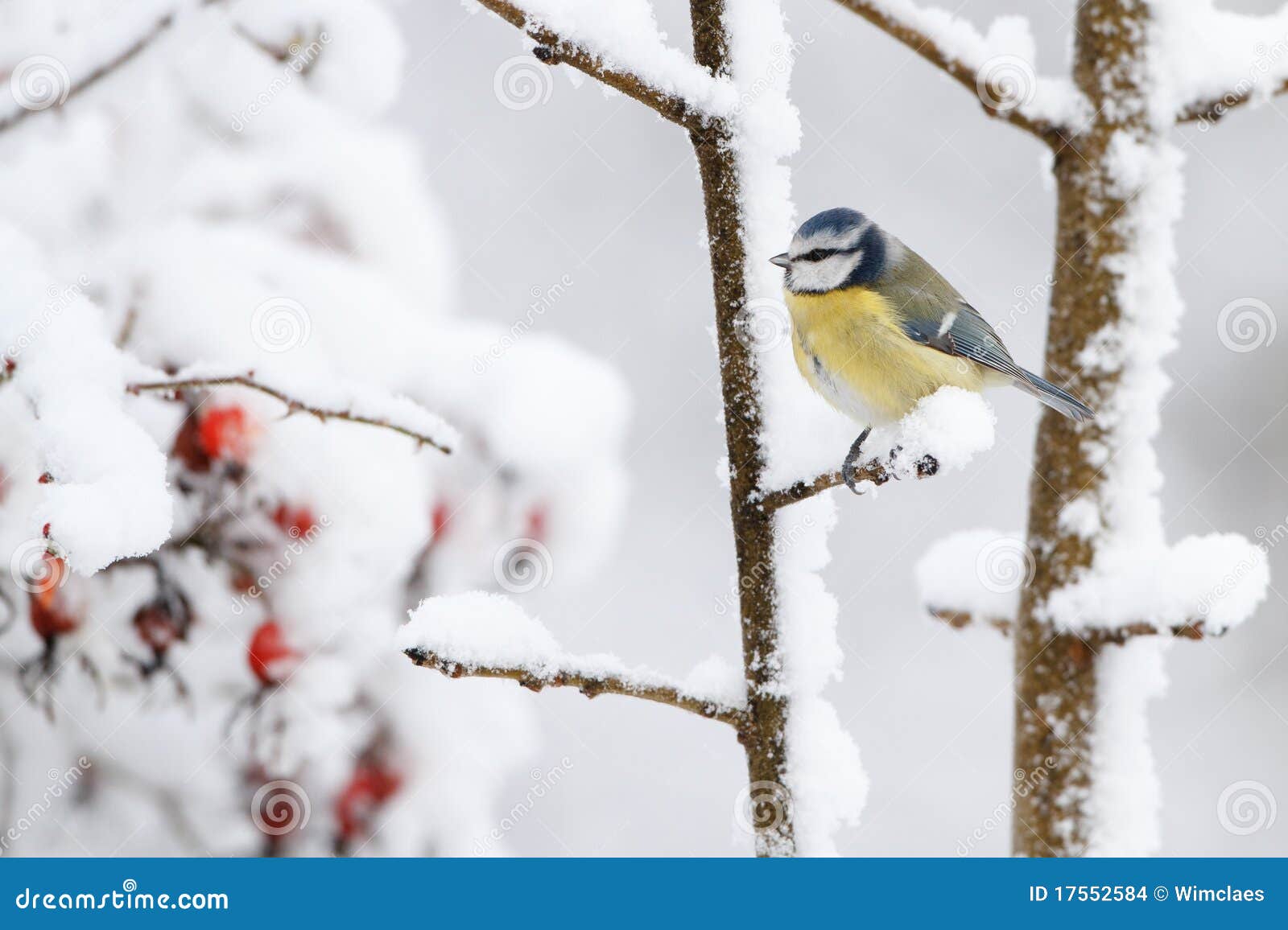 De vogel van de winter stock foto. Image of boom, takjes - 17552584