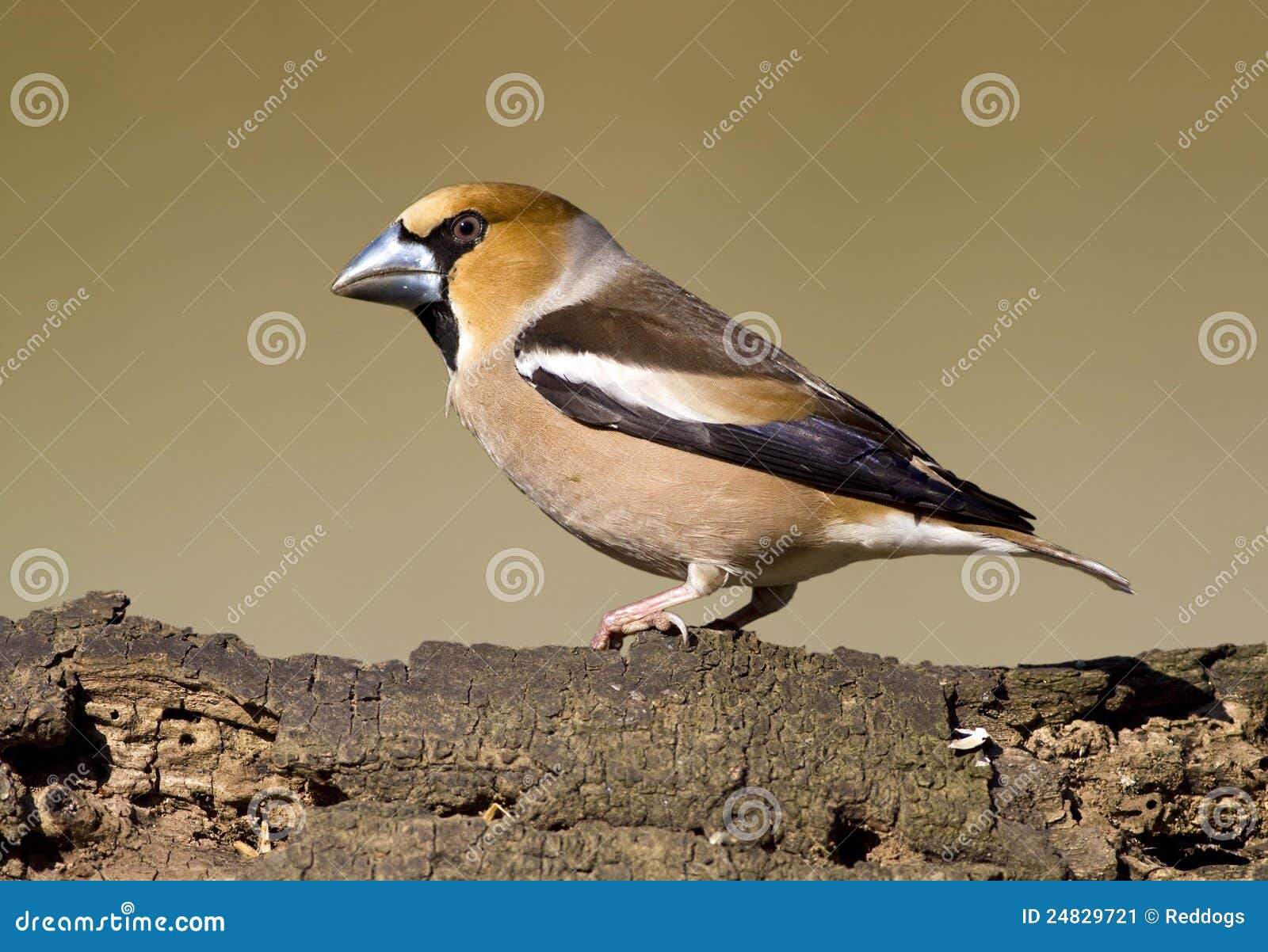 De vogel van Hawfinch. De mooie zitting van de vinkvogel op een hout