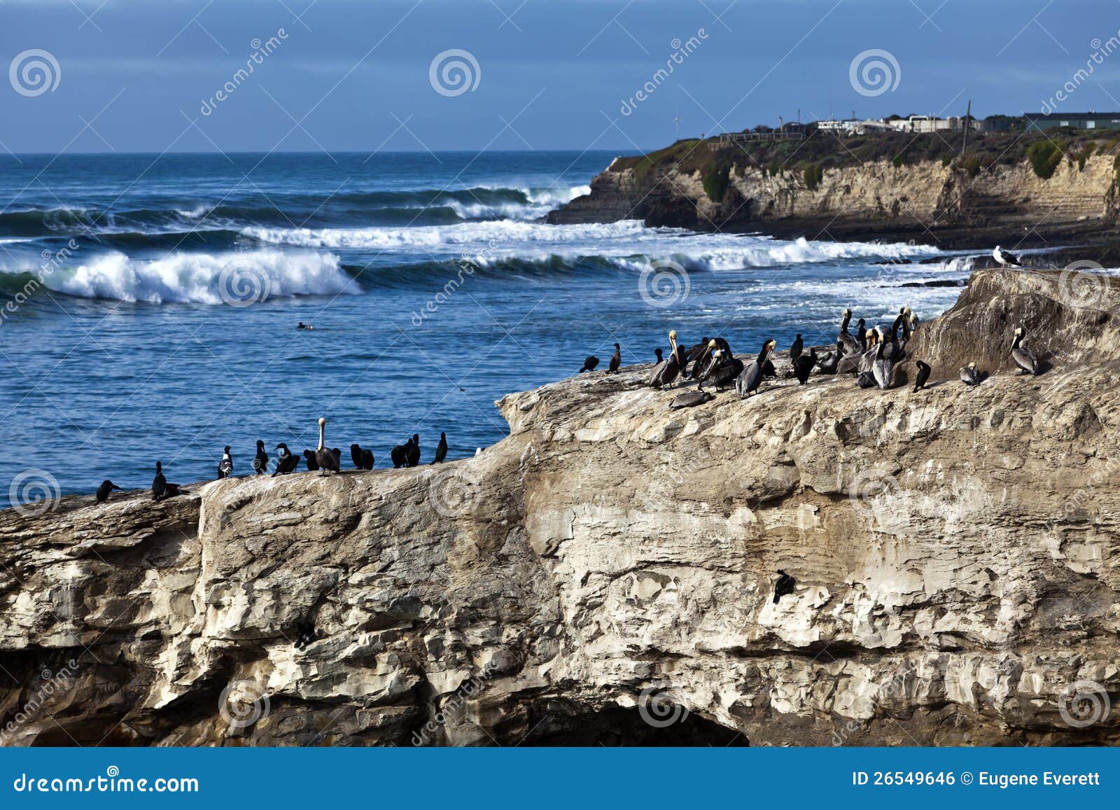 De Vogels van Cruz van de kerstman. De vogels groeperen zich boven op rotsen bij het Natuurlijke Park van de Staat van Bruggen in Kerstman Cruz, Californië