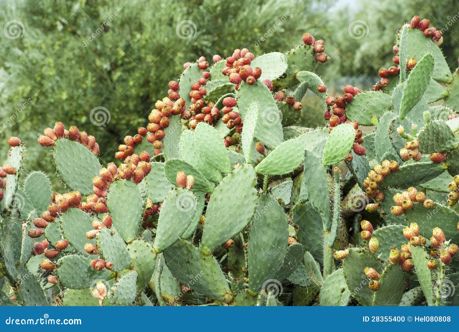De vruchten van de cactus stock foto. Image of voedsel 28355400