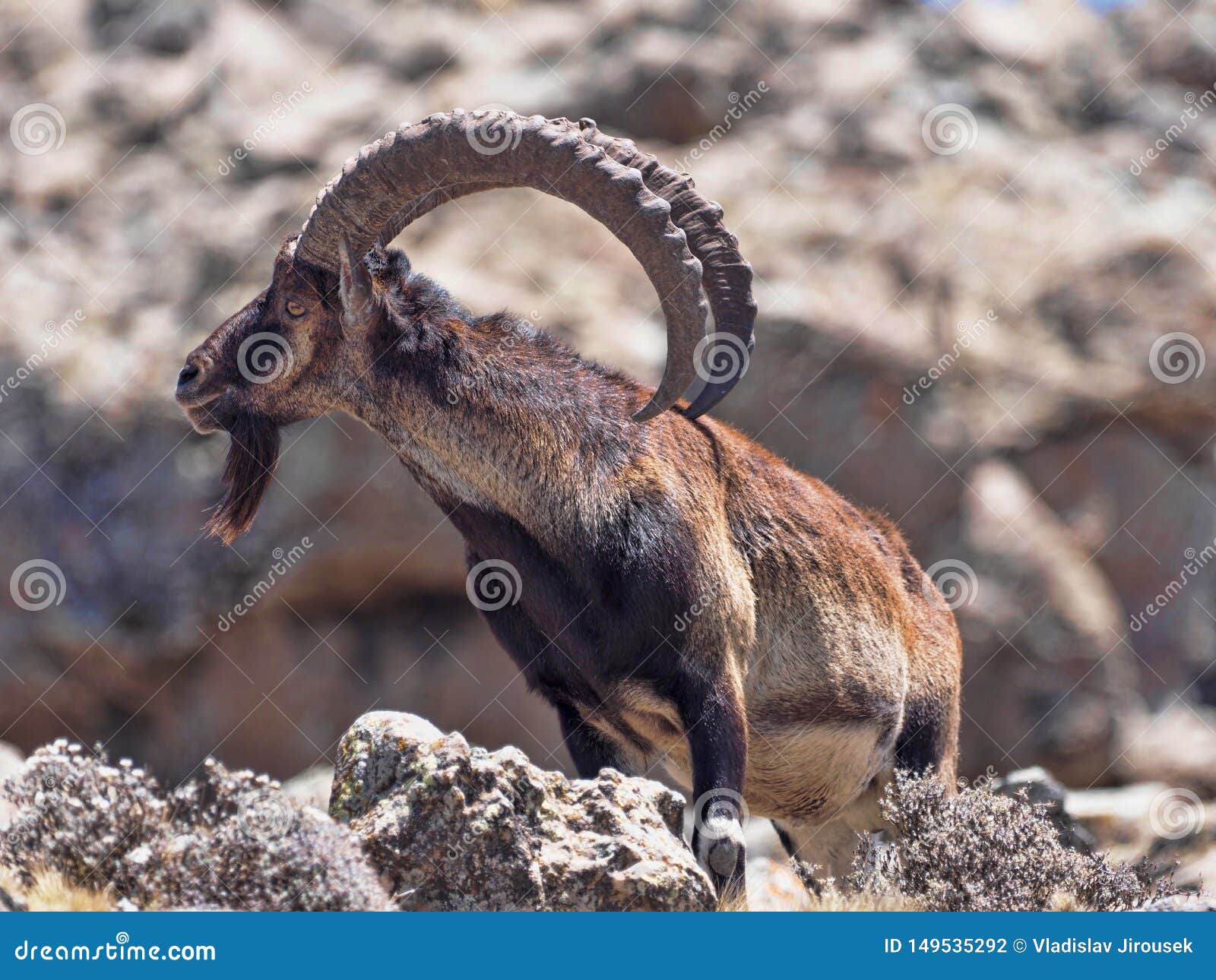De mannelijke Walia-steenbok, Capra-walia, is de zeldzaamste steenbok, in de Simien-Bergen van het leven van Ethiopi? over 500 dieren
