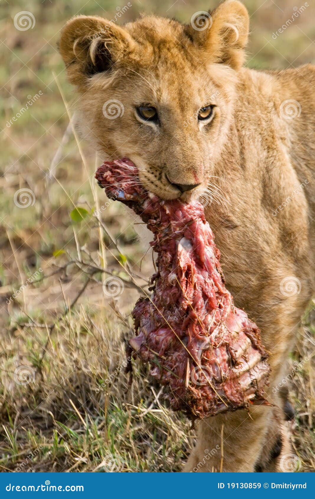 De Welp Van De Leeuw Met Vlees Stock Afbeelding - Afbeelding bestaande