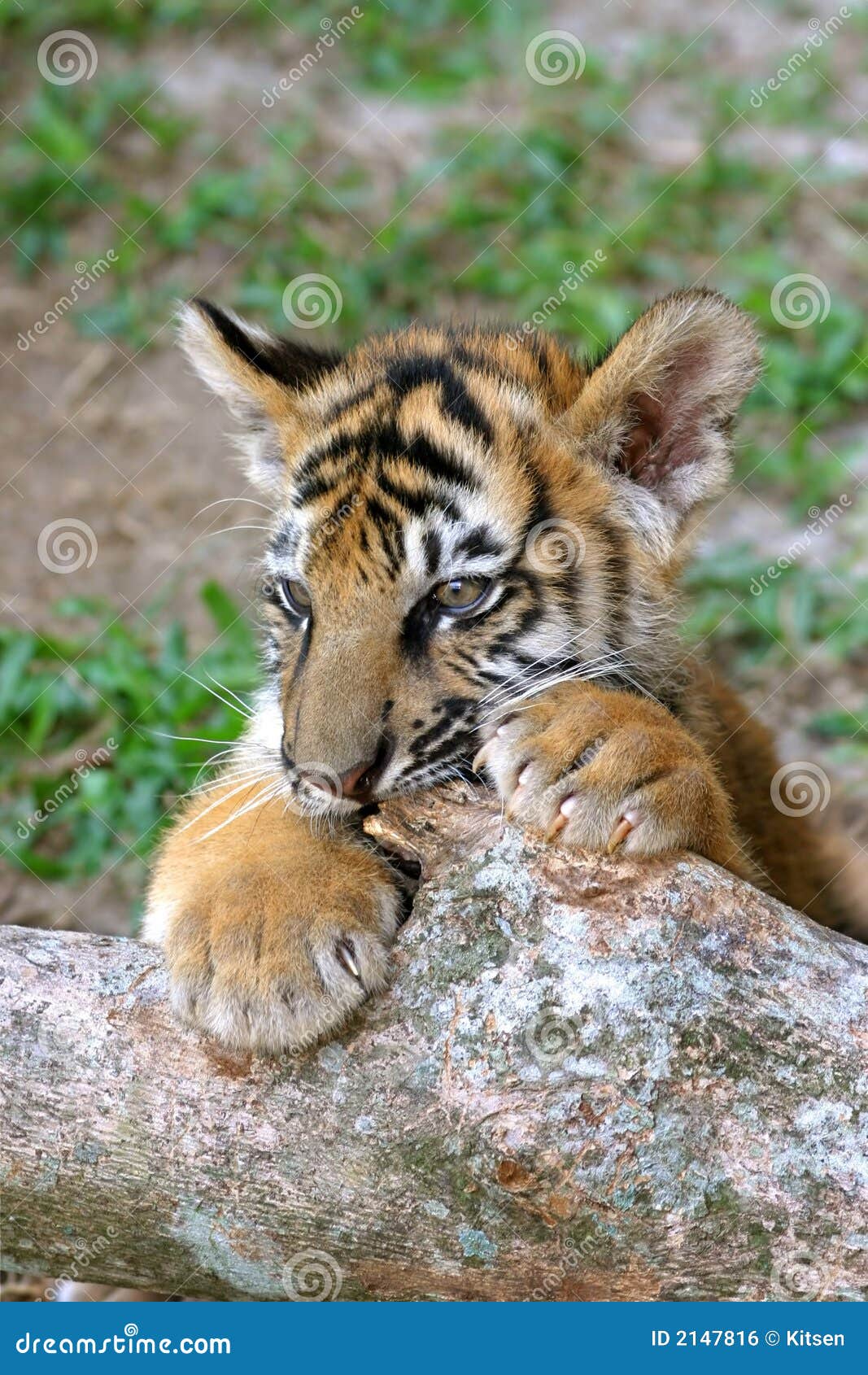 De welp van de tijger stock foto. Afbeelding bestaande uit ...