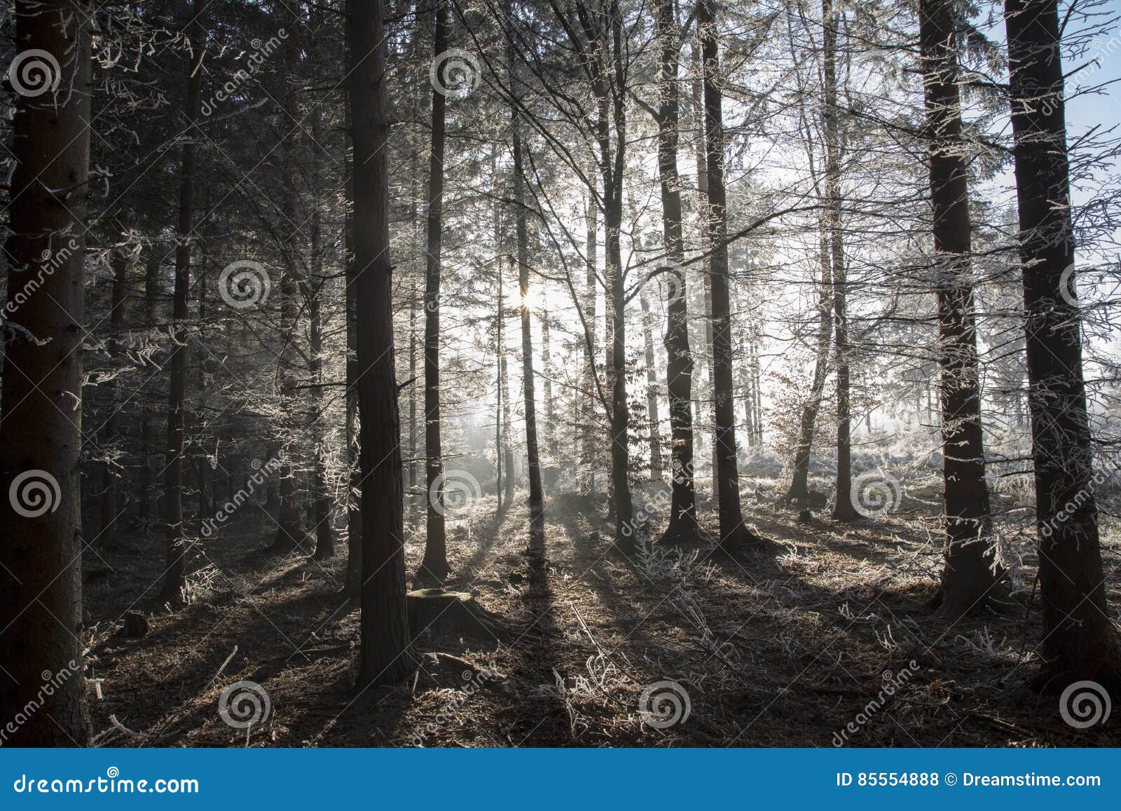 Bos in de winter Het landschap van de winter Zon in boszonneschijn