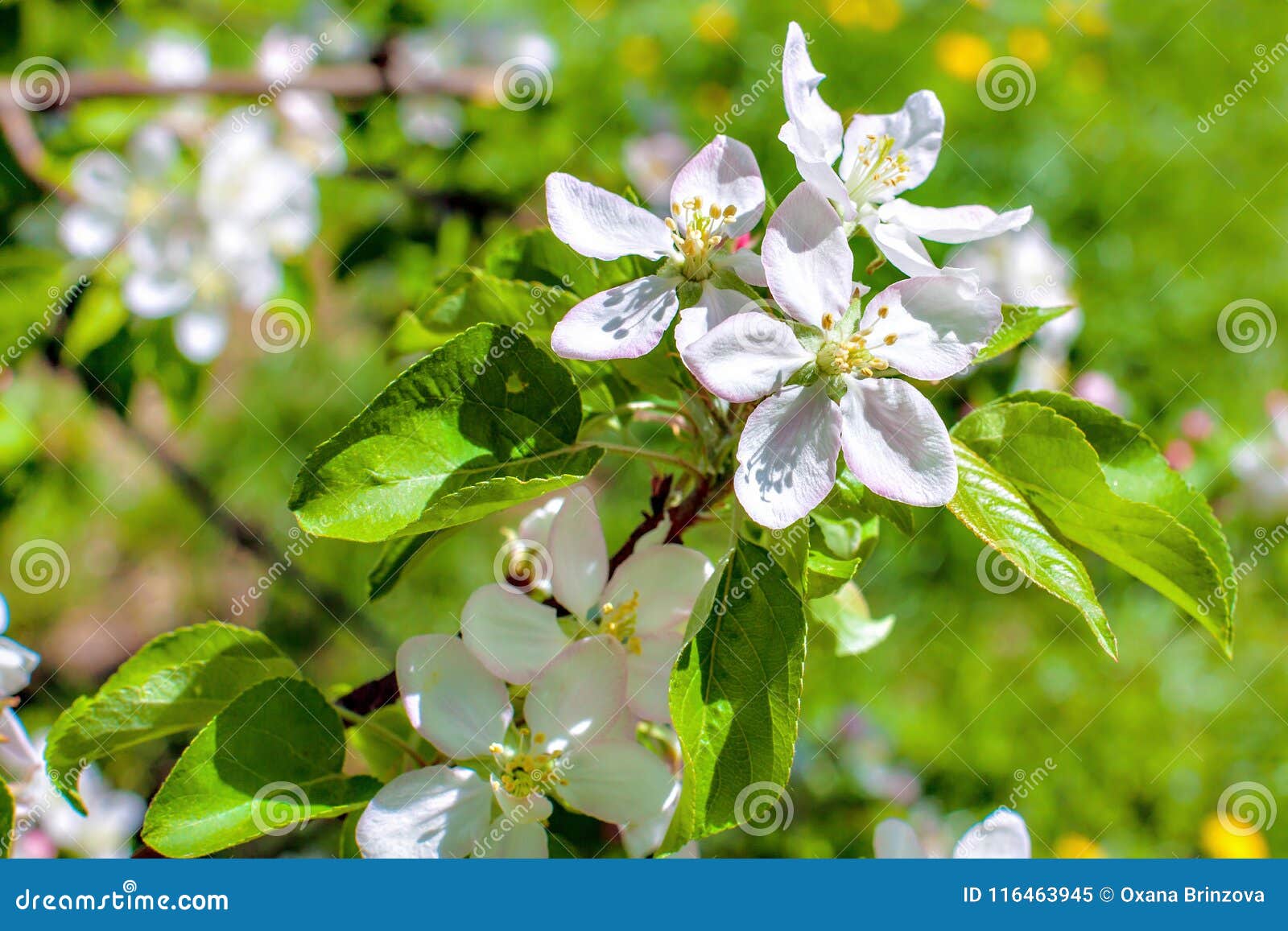 De witte appelboom bloeit close-up Bloeiende bloemen op een zonnige achtergrond van de de lentedag. De bloeiende Boom van de Appel Macromenings witte bloemen Het landschap van de de lenteaard zachte foto als achtergrond