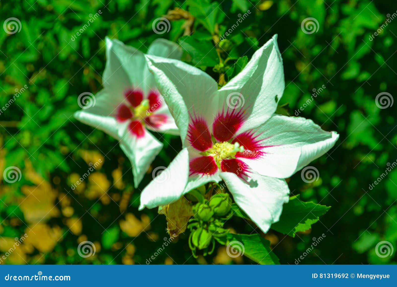 Fonkelnieuw De Witte Bloemen ` Namen Van Sharon ` Toe Stock Foto - Afbeelding SI-45