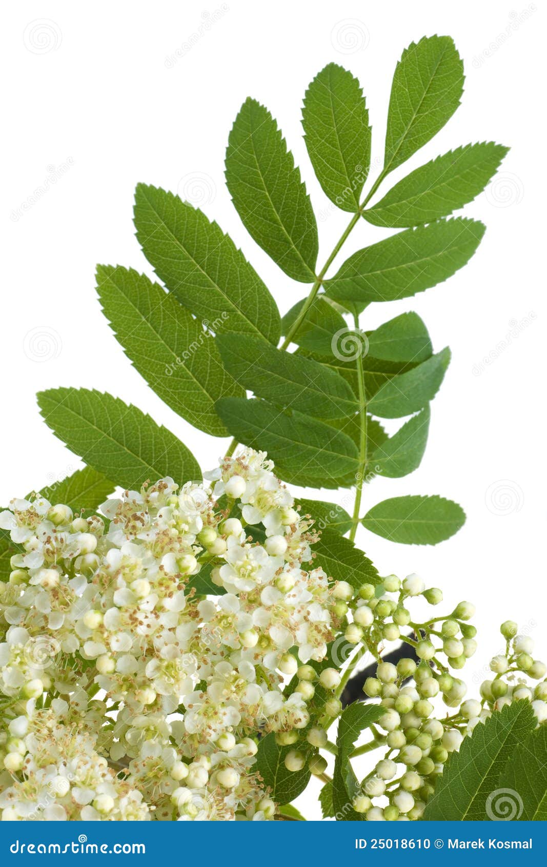 De Witte Bloemen Van De Lijsterbes Stock Foto - Image of installatie ...