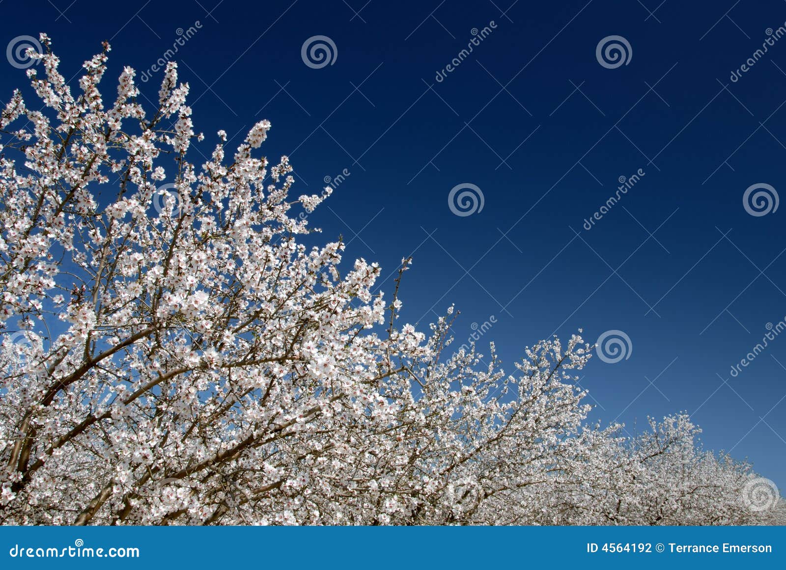 De witte Bloesems van de Amandel tegen de Blauwe Hemel van de Lente zoals Sneeuw