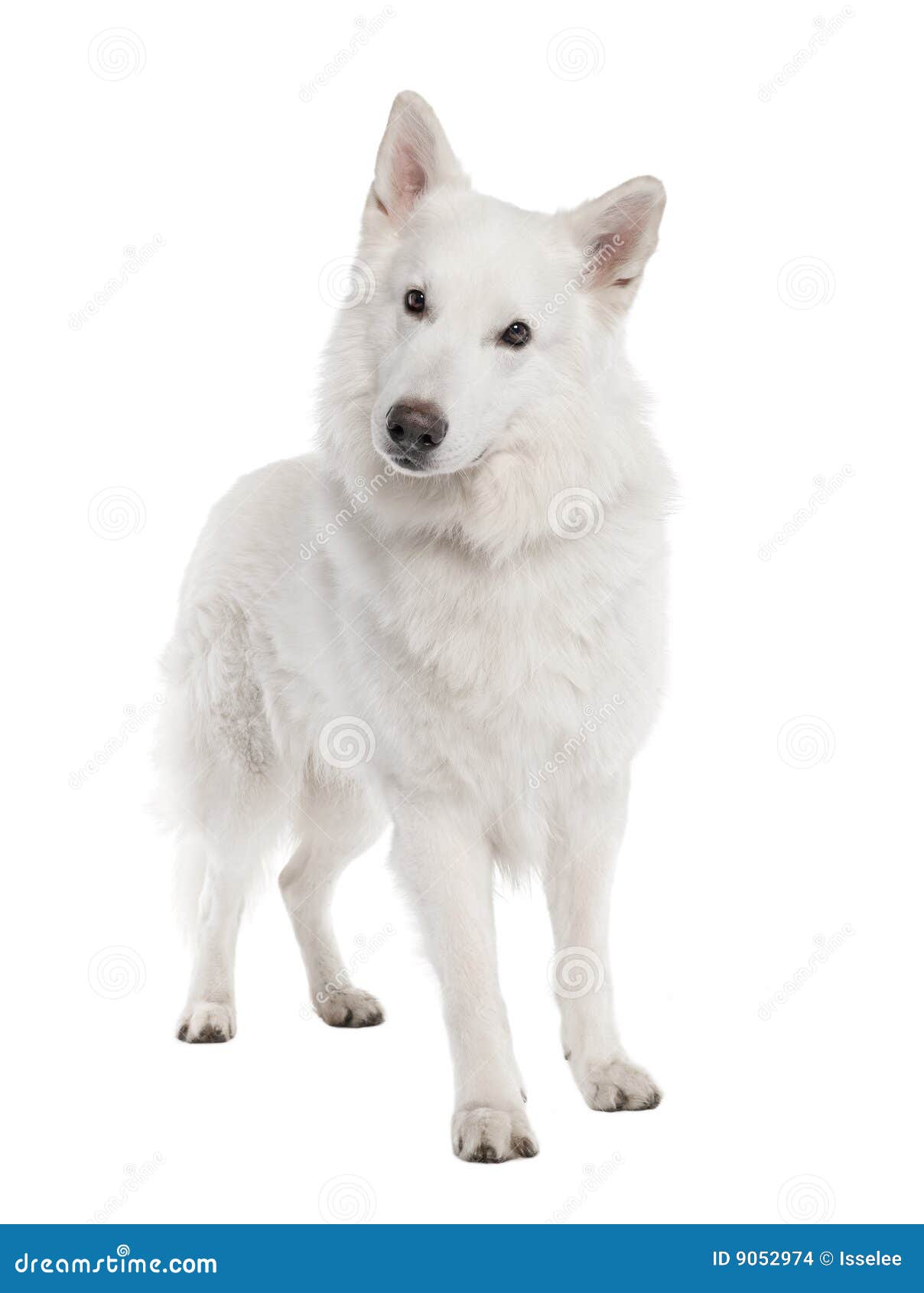 De Witte Hond Van De Herder (6 Jaar Oud) Stock Foto - Image of brutaal ...