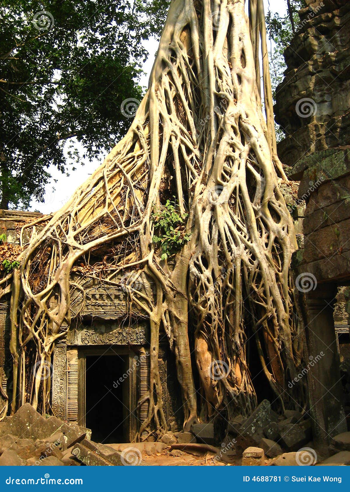 De Wortel Van De Boom in