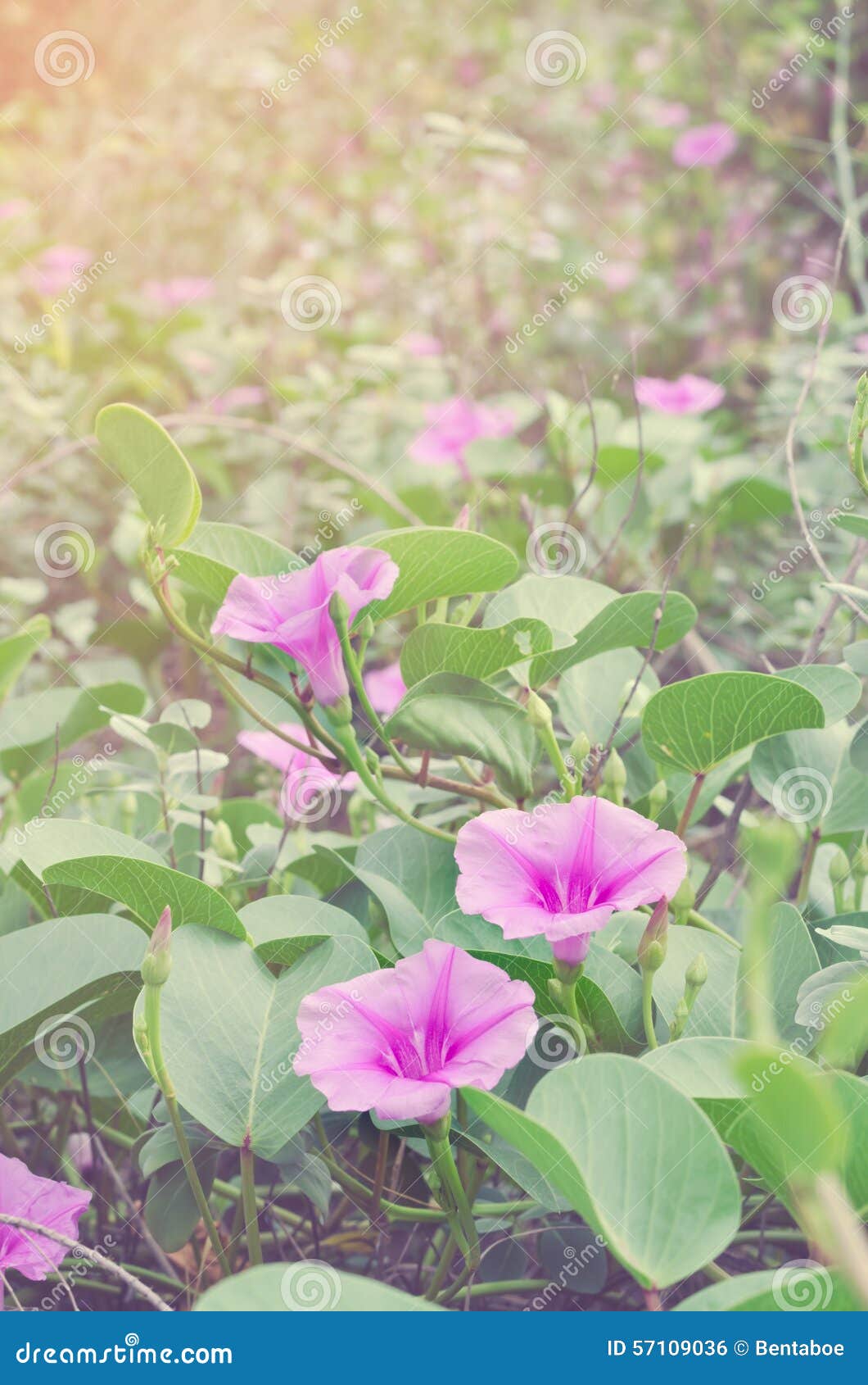 De zachte bloemen van de de ochtendglorie van het nadrukstrand met zonnestralen in de lente