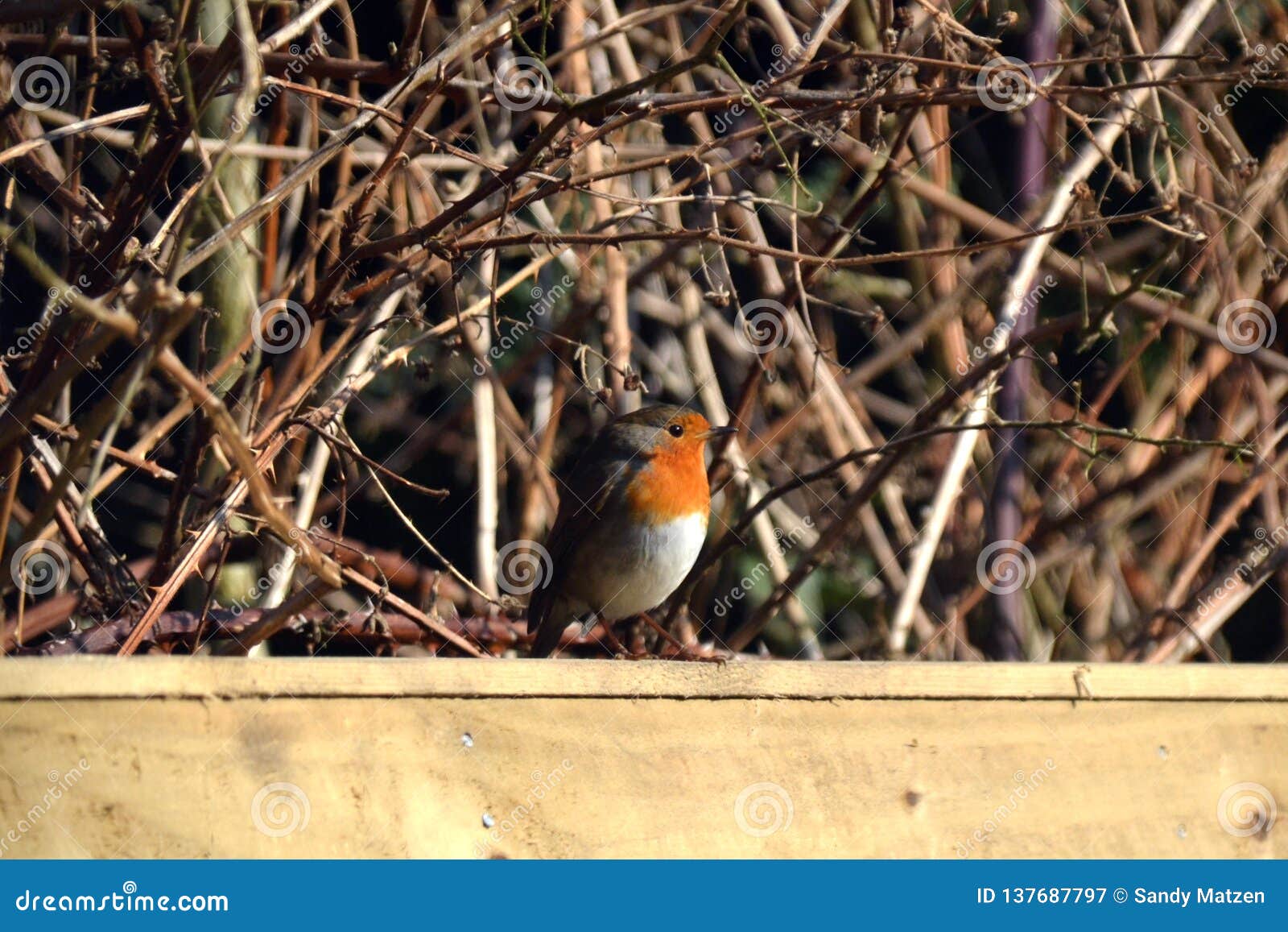 De zitting van Robin op een omheining in een tuin in Engeland tijdens de winter