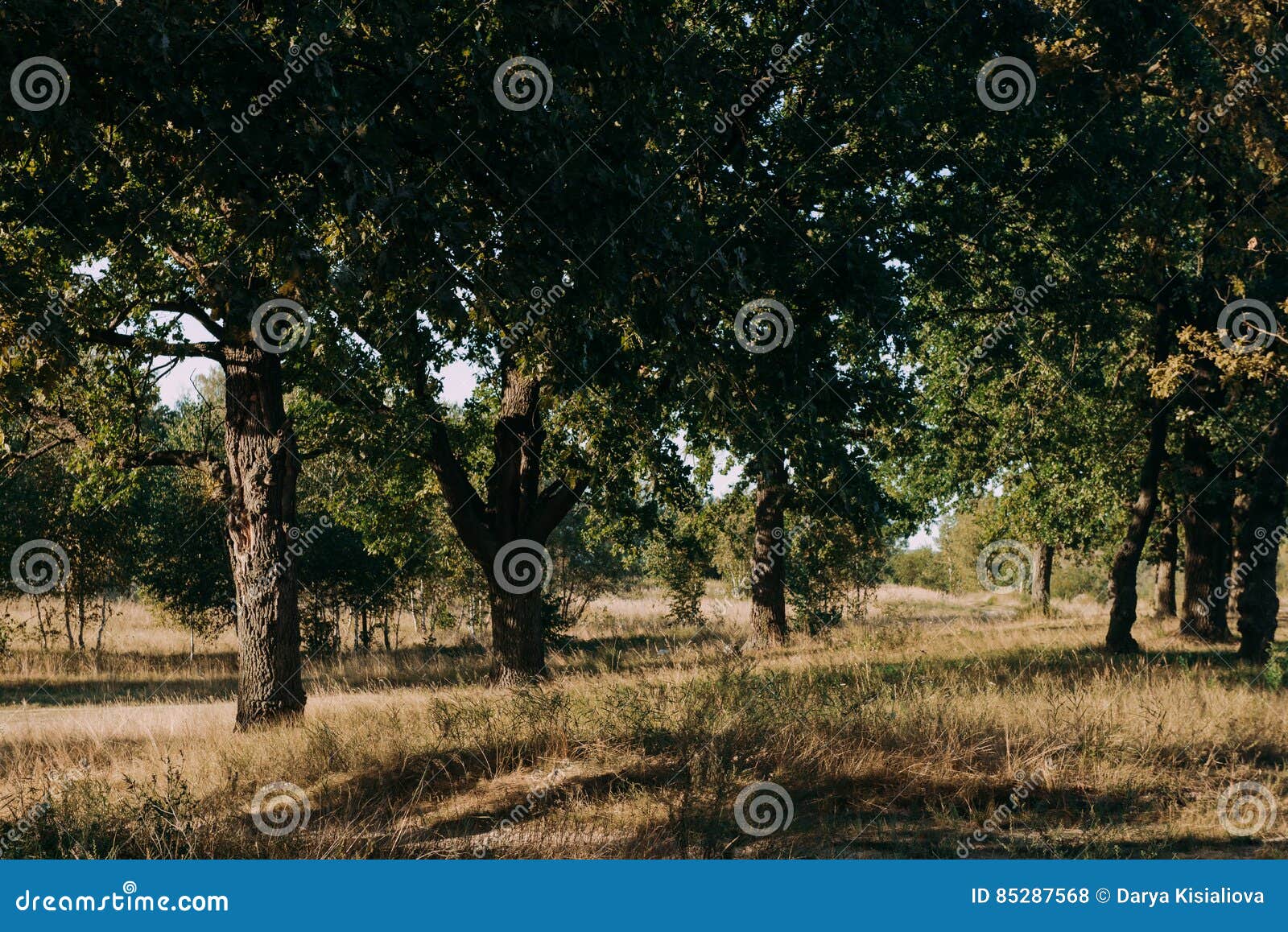 De Zomer Sunny Forest Trees and Green Grass Achtergrond Van Het Aard De ...