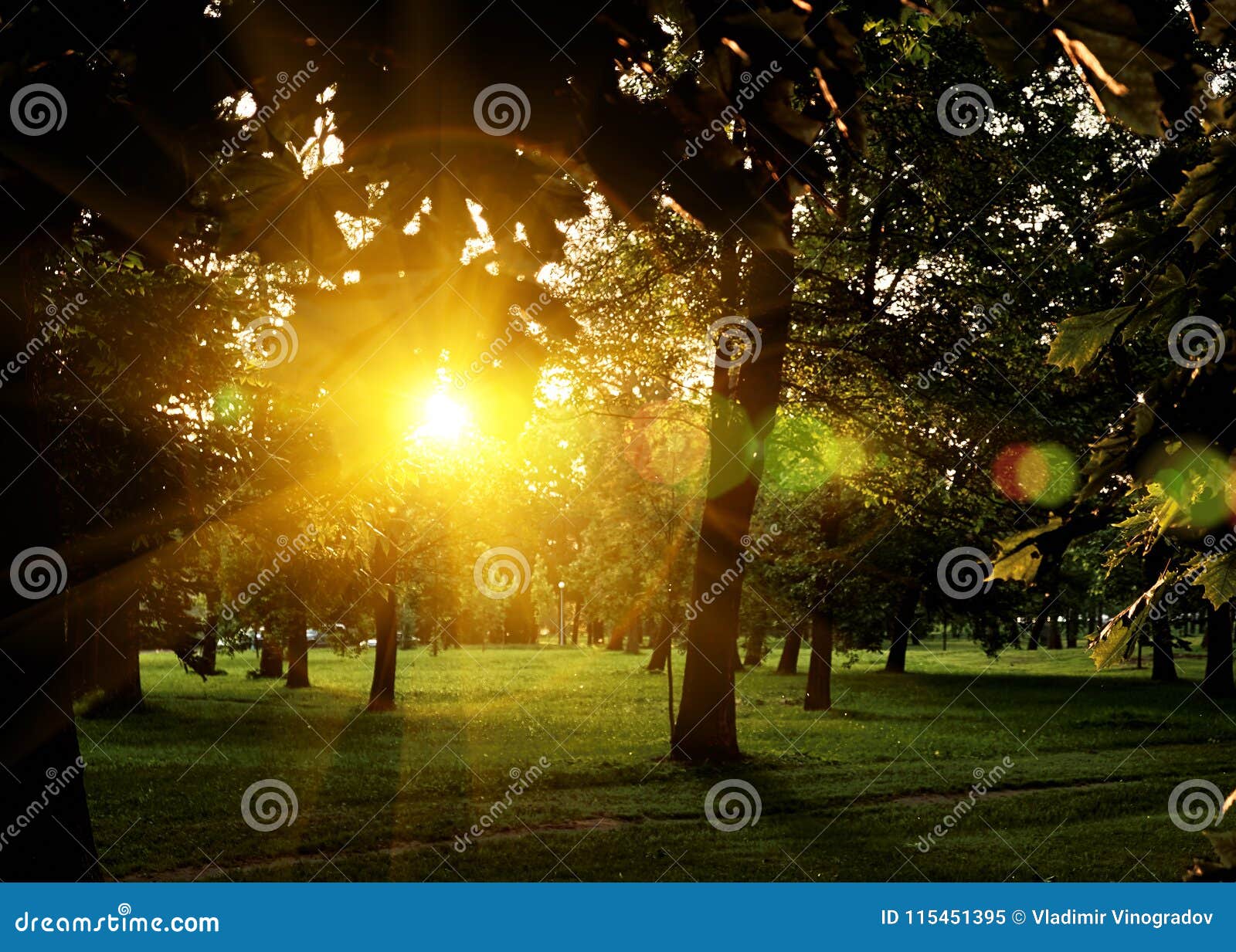 De Zomer Sunny Forest Trees and Green Grass Achtergrond Van Het Aard De ...