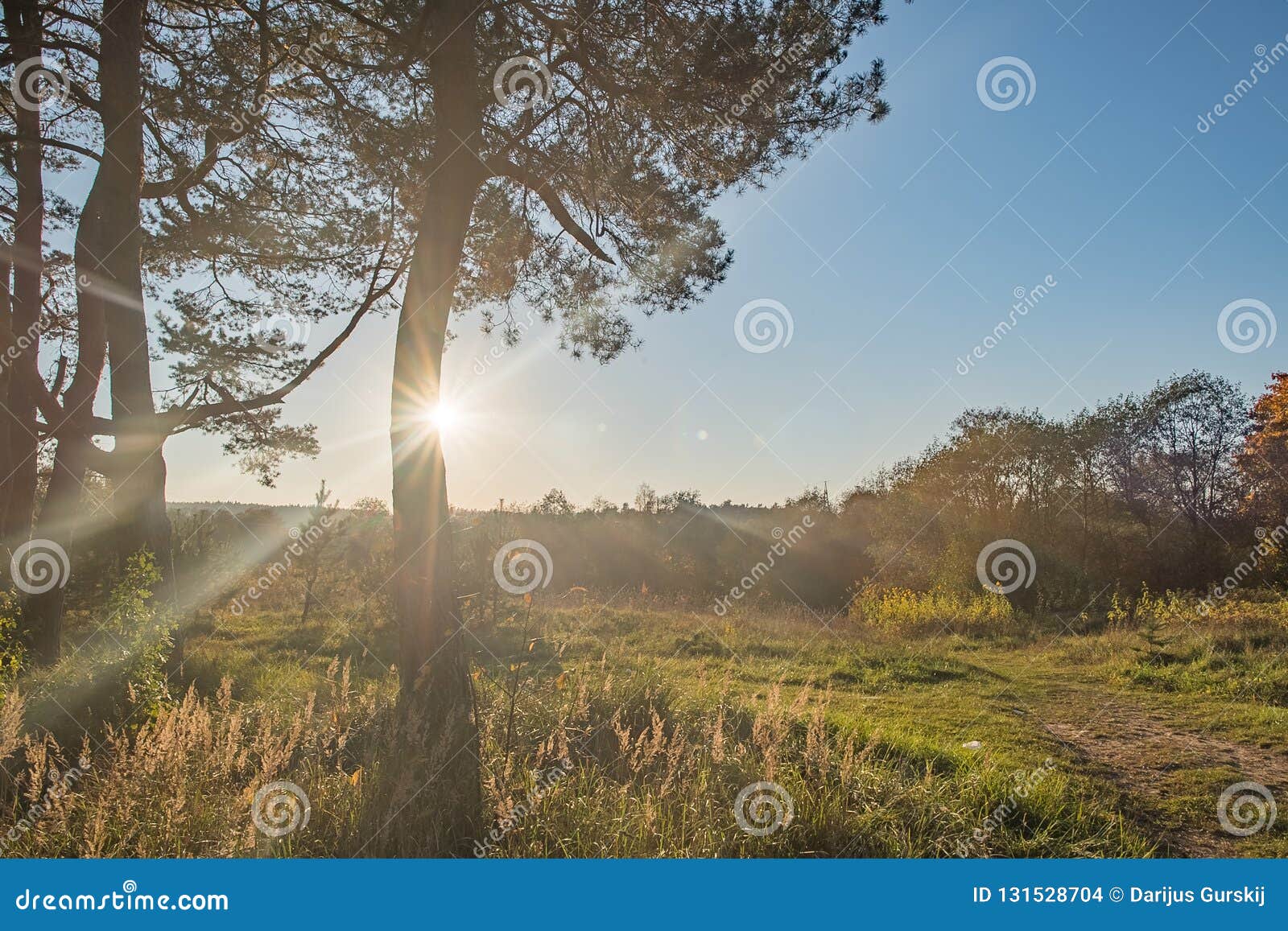 De Zomer Sunny Trees and Green Grass Achtergrond Van Het Aard De Houten ...