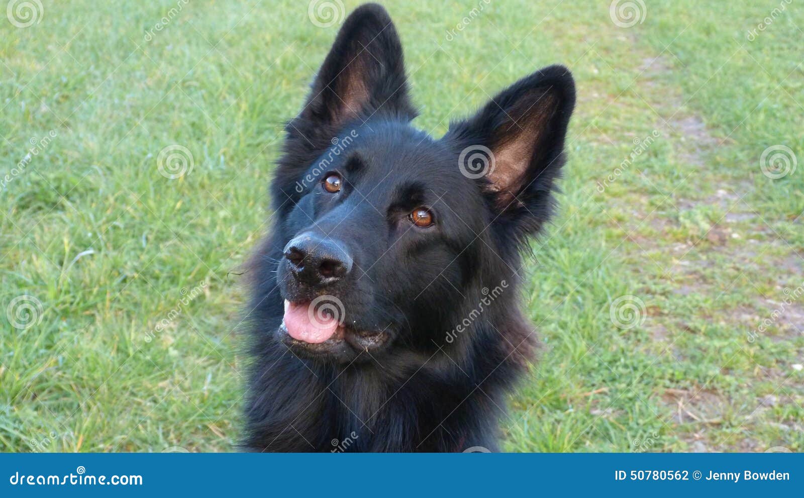 Welp De Zwarte Hond Van De Duitse Herder Stock Foto - Afbeelding FA-31