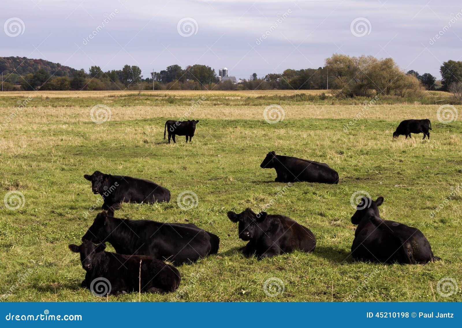De zwarte koeien van Angus stock foto. Image zwart 45210198