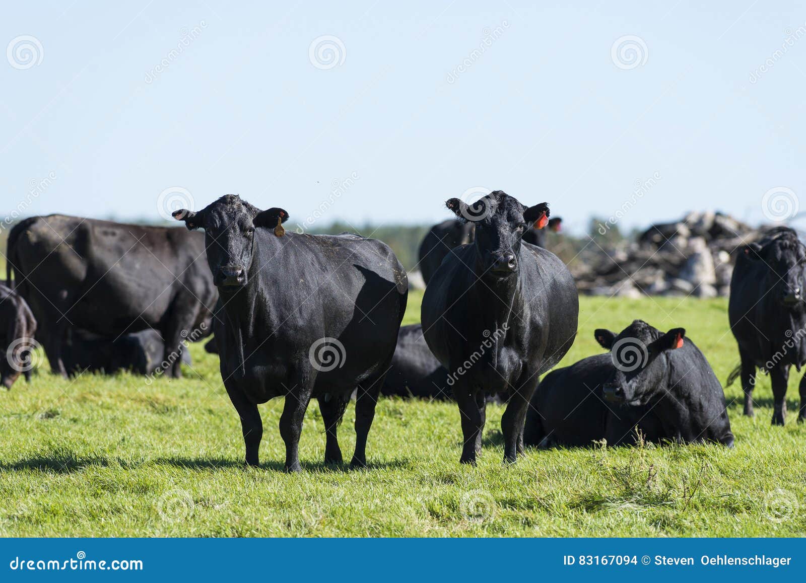 De zwarte koeien van stock foto. Image of stier 83167094
