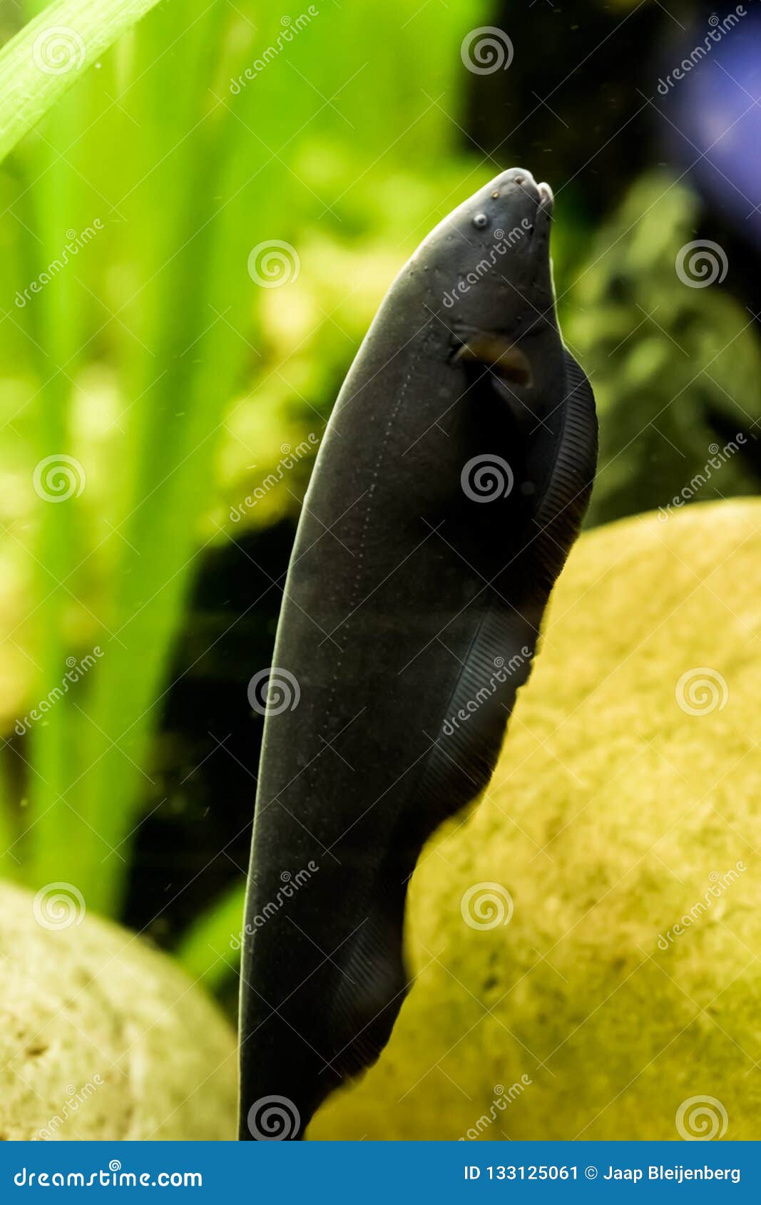 Portret school tafel De Zwarte Vissen Van Het Spookmes, Een Populair Aquariumhuisdier Van Het  Bassin Van Amazonië Stock Afbeelding - Image of diep, amazonië: 133125061