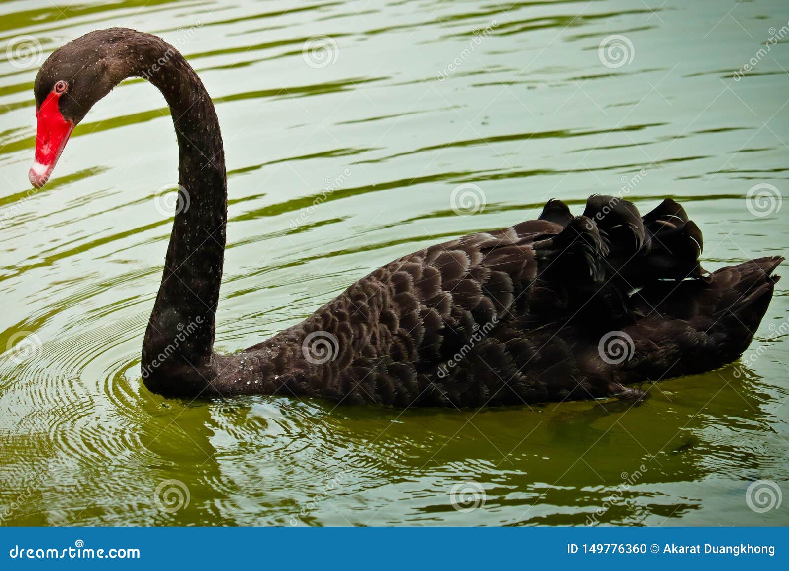 De zwarte Zwaan eet. Zwarte Zwaan in de pool