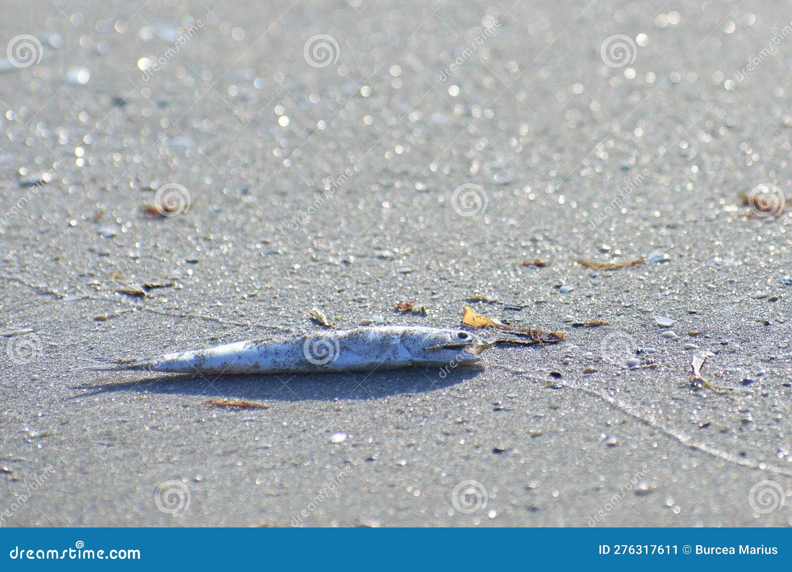 Dead Anchovy on the Beach 001 Stock Image Image of market, nutrition