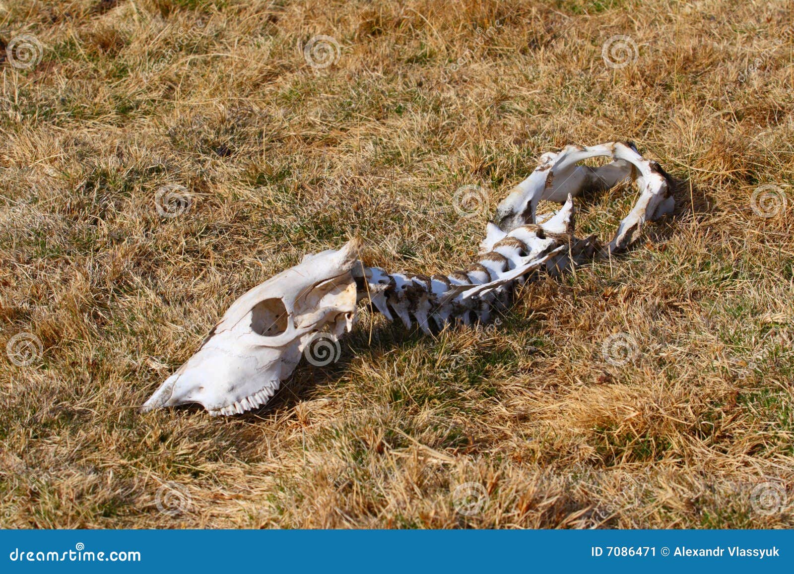Dead animal stock image. Image of dead, death, head, grunge 7086471