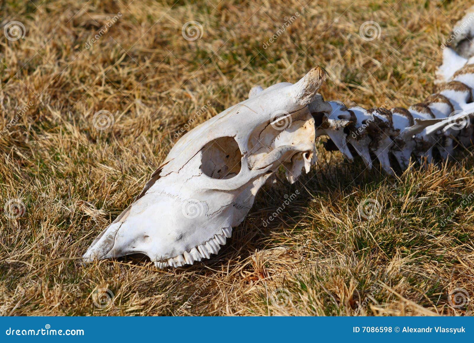 Dead animal stock photo. Image of extinction, rural, head 7086598