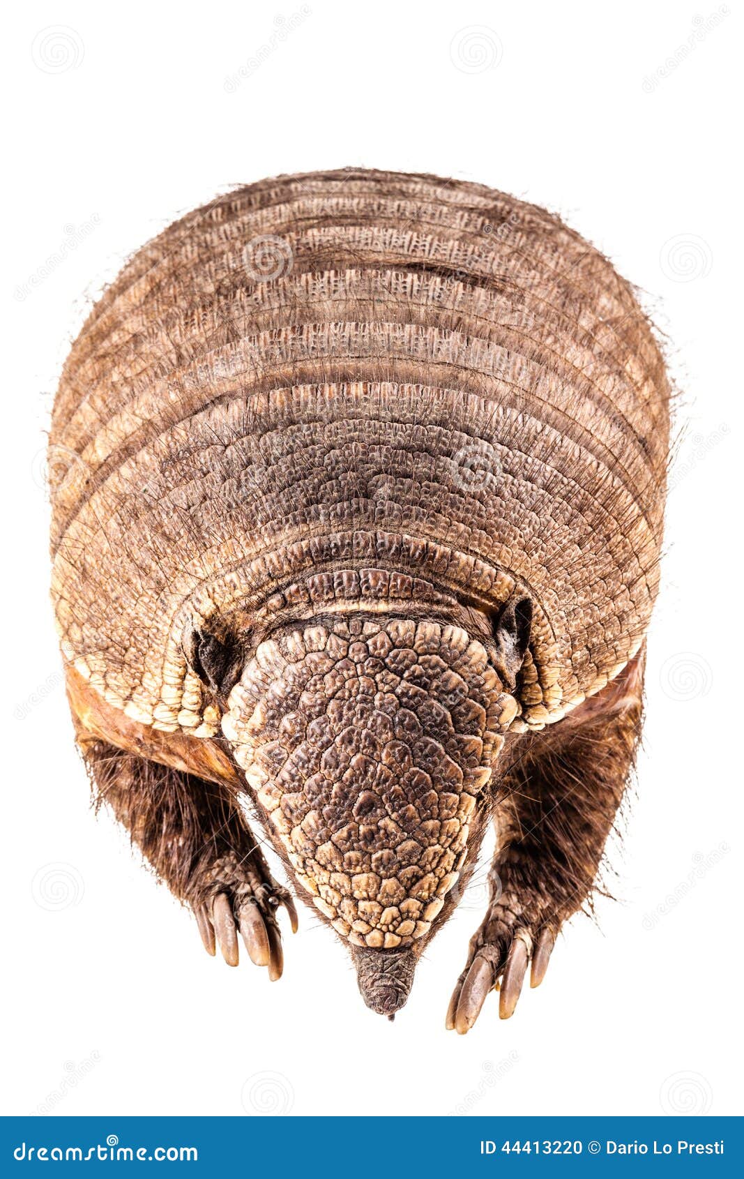 Dead Armadillo stock photo. Image of armadillo, studio 44413220