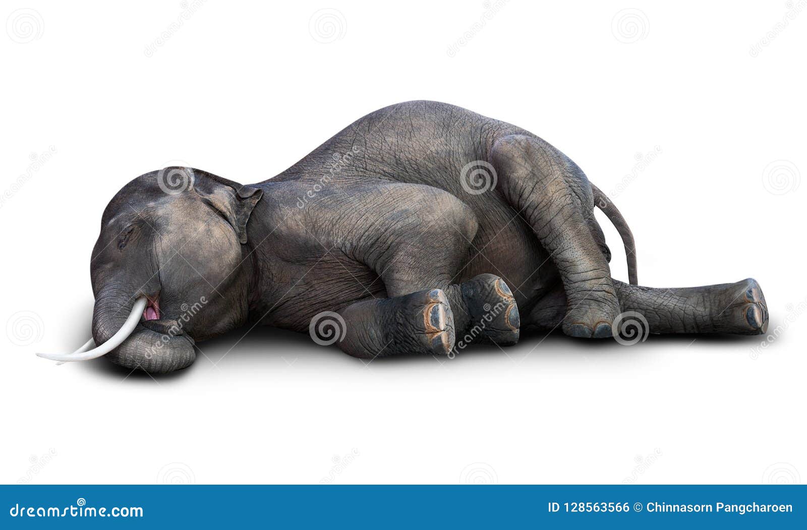 797 Dead Elephant Photos Free Royalty Free Stock Photos From Dreamstime