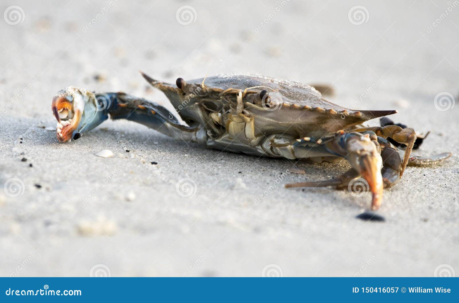 Atlantic Blue Crab on the Beach, Hilton Head Island, South Carolina