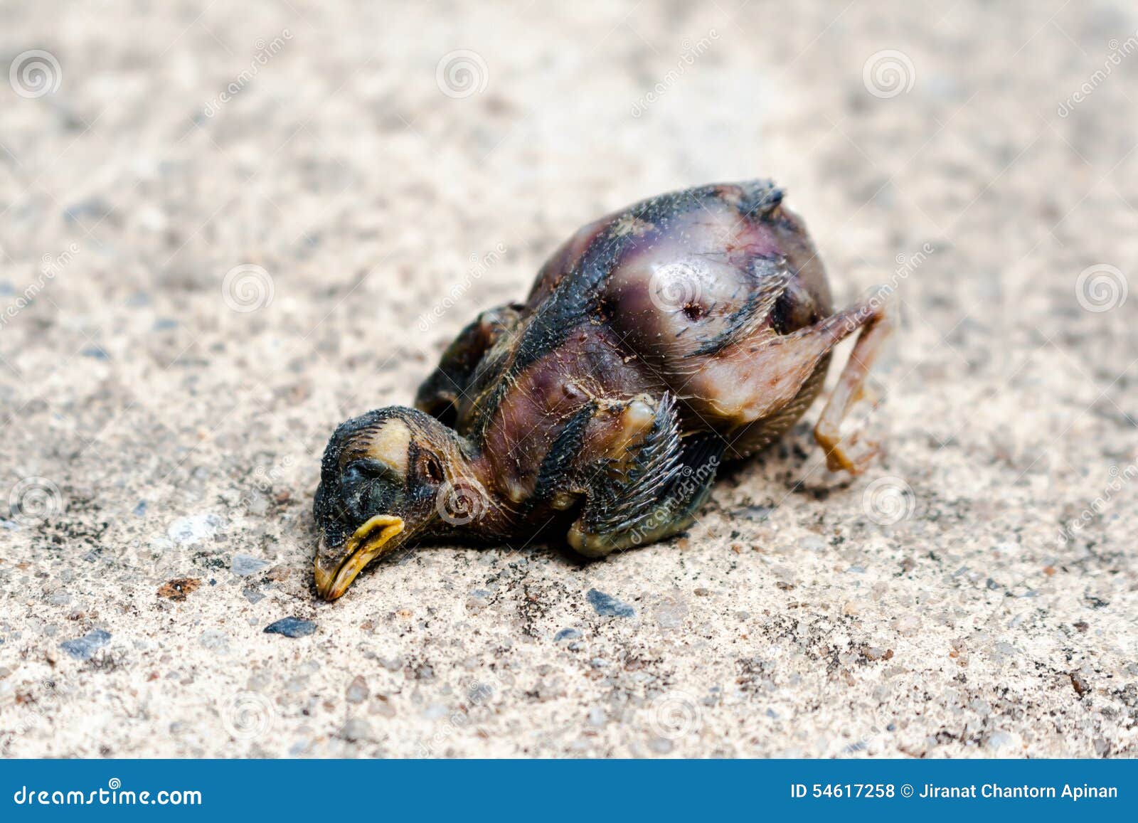 Dead baby bird was bite stock photo. Image of bird, brown 54617258
