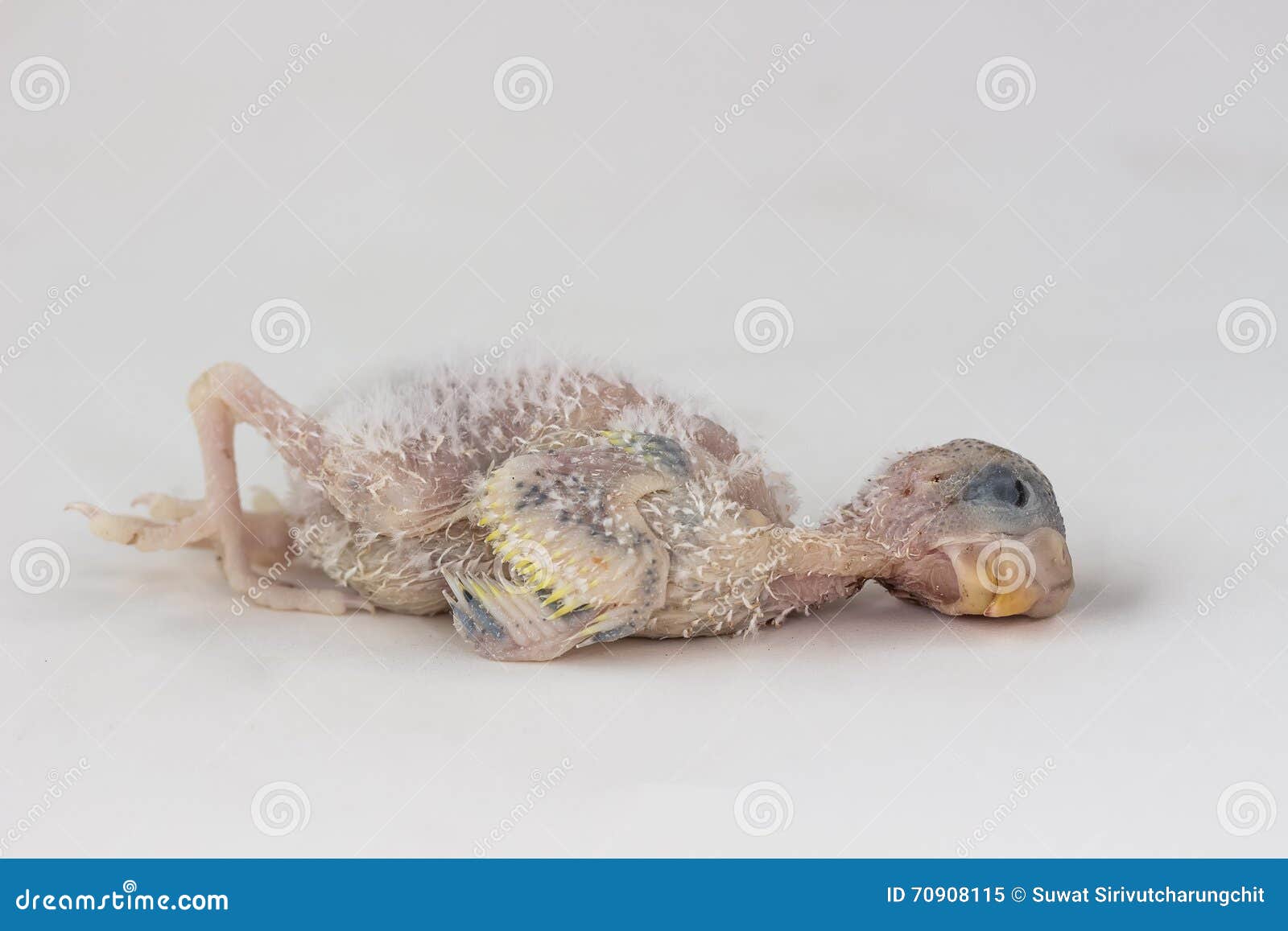 Dead baby budgie stock image. Image of dead, chick, white 70908115