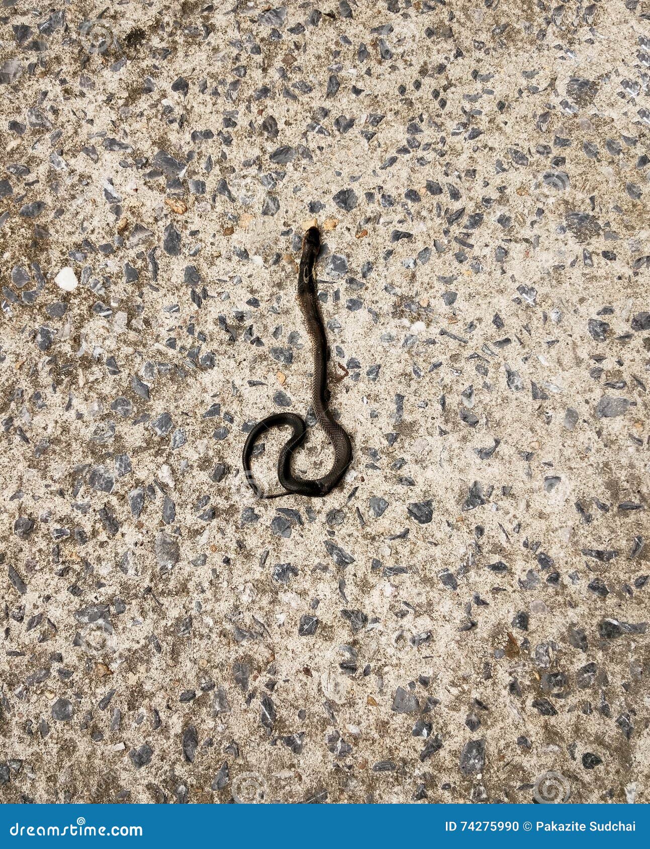 Dead baby cobra stock photo. Image of snake, white, predator 74275990