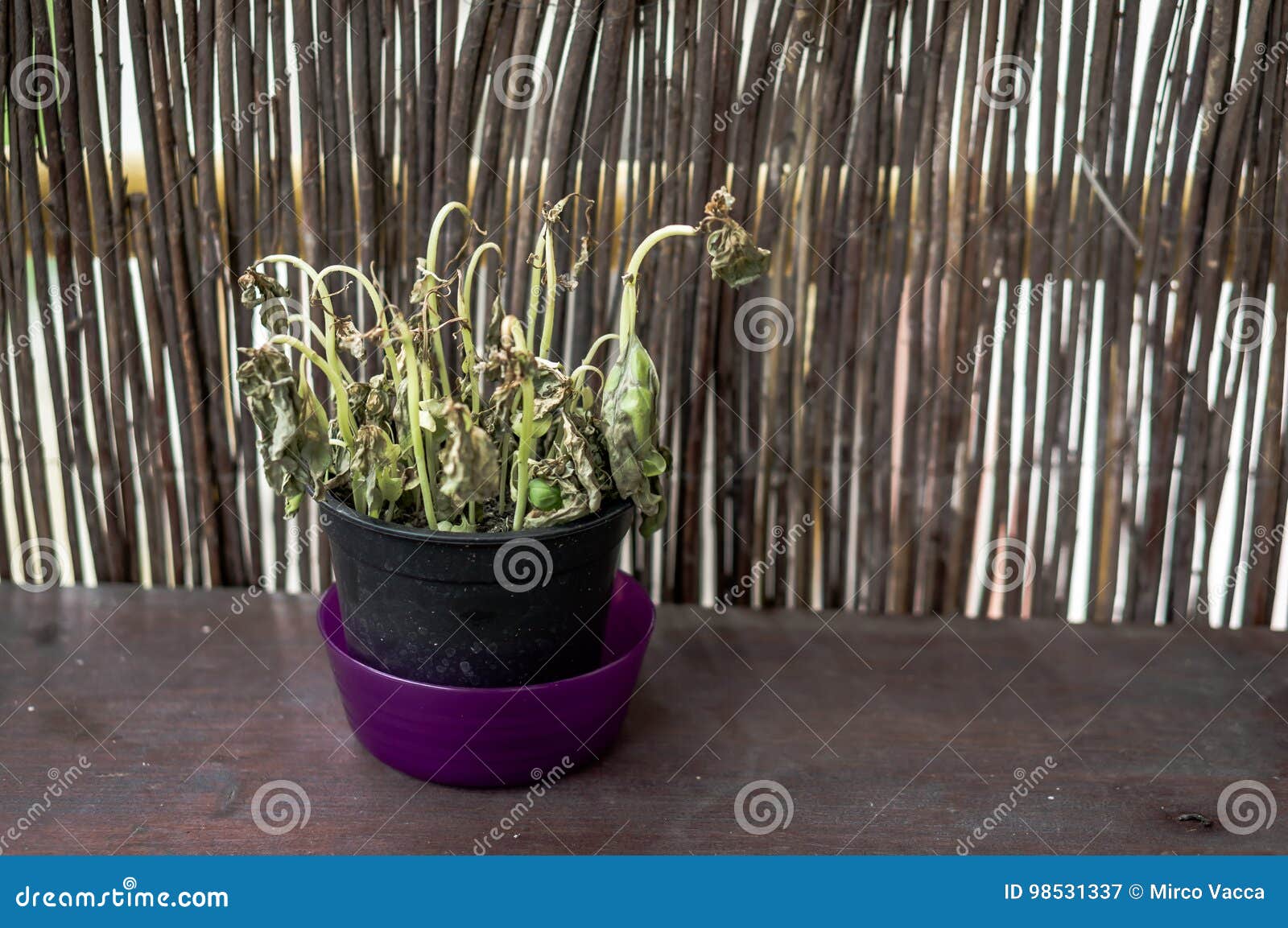 Dead basil plant stock image. Image of object, bowl, basil 98531337