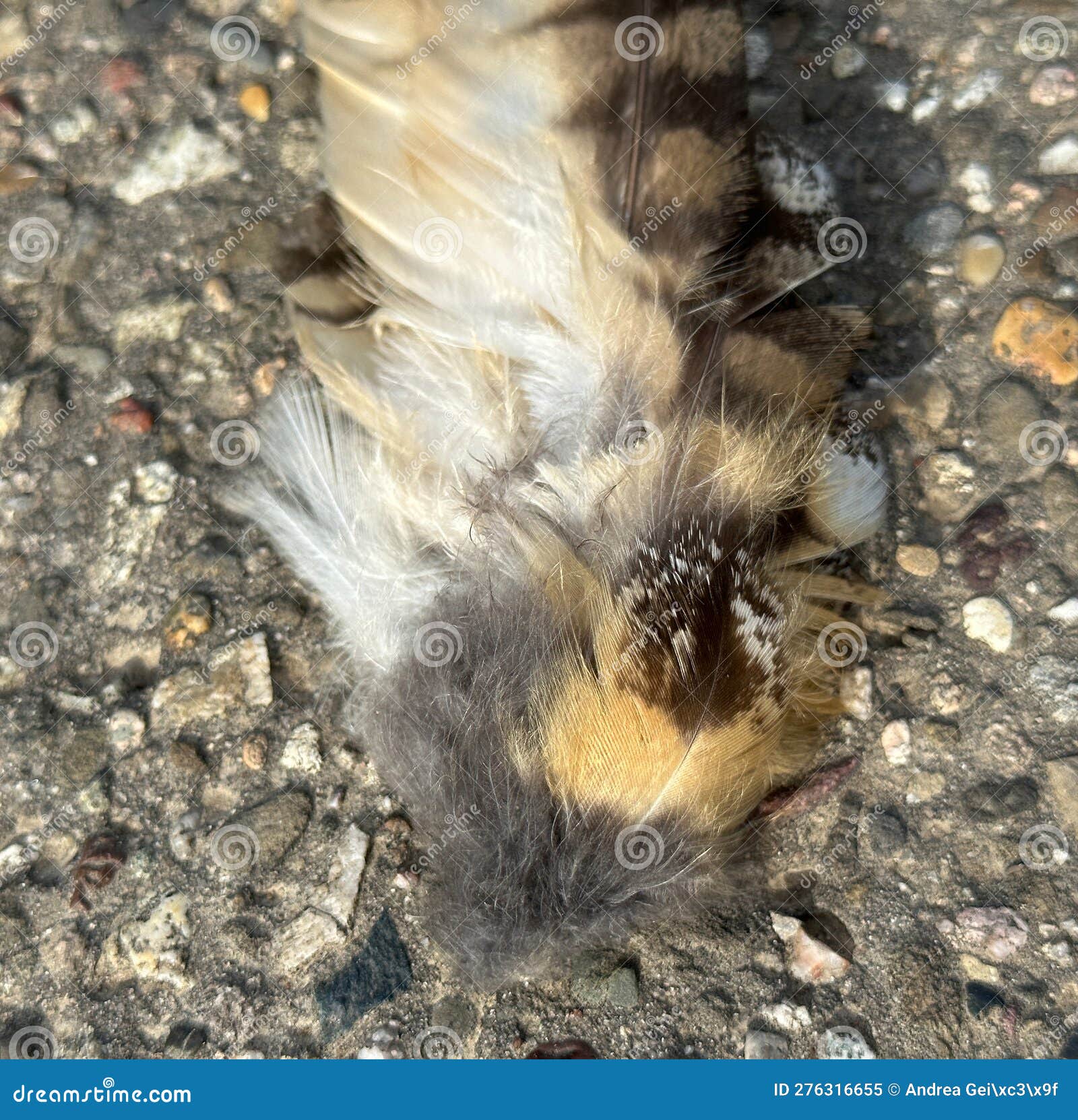Dead Bird Feathers on the Ground Stock Image Image of fauna, feathers