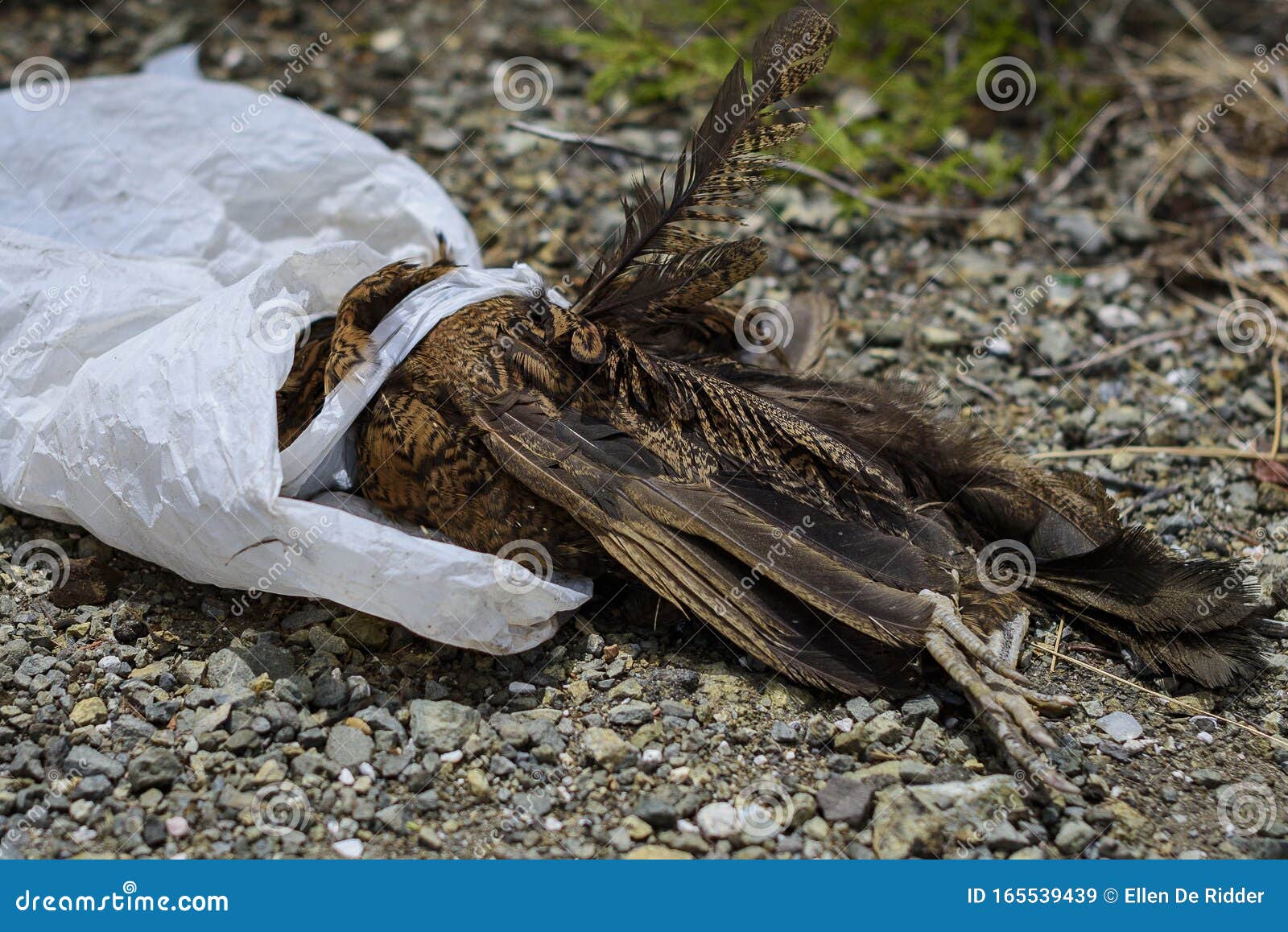 Dead bird in a plastic bag stock image. Image of death 165539439