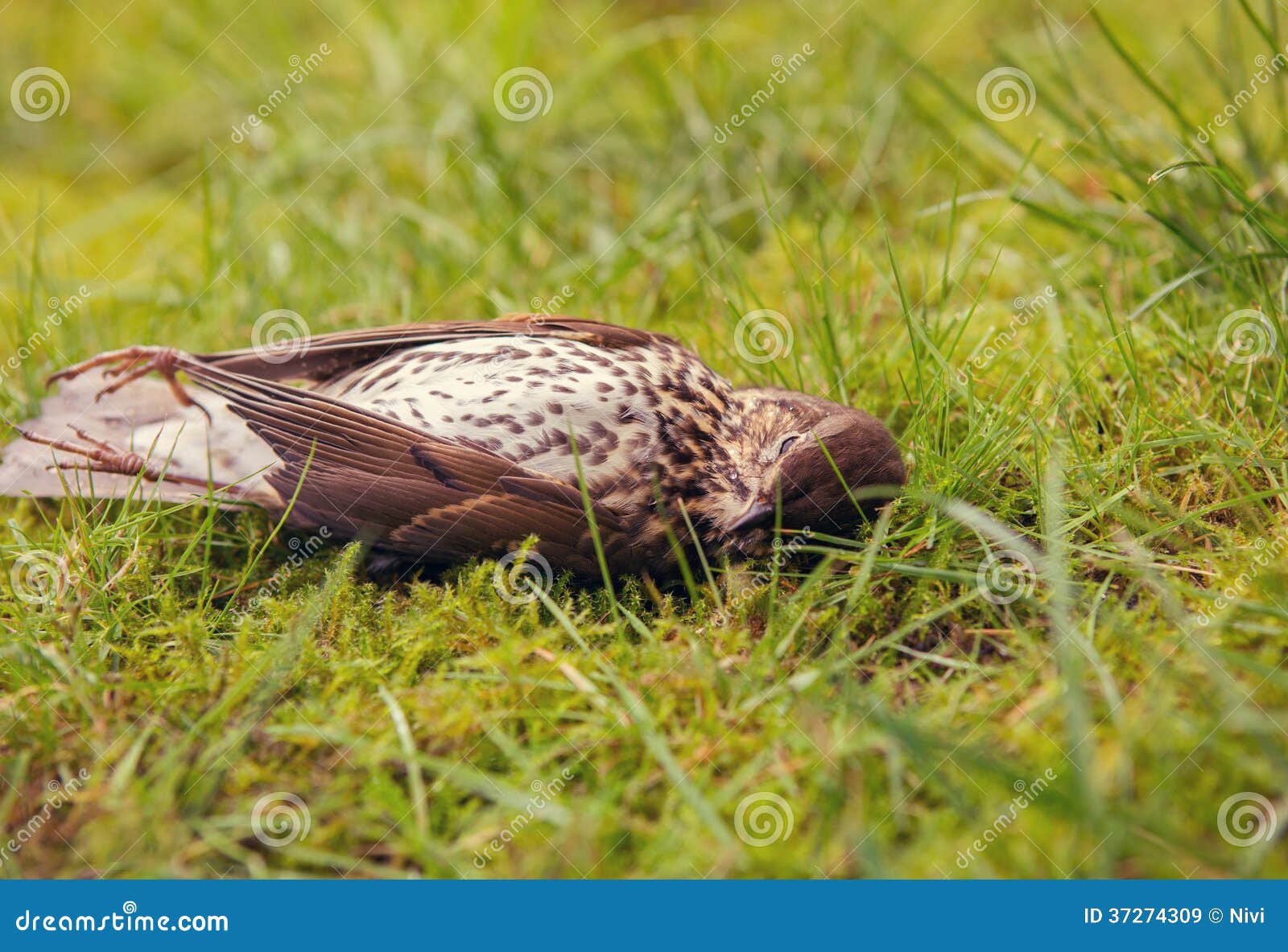 Dead bird stock image. Image of turdus, concept, death - 37274309