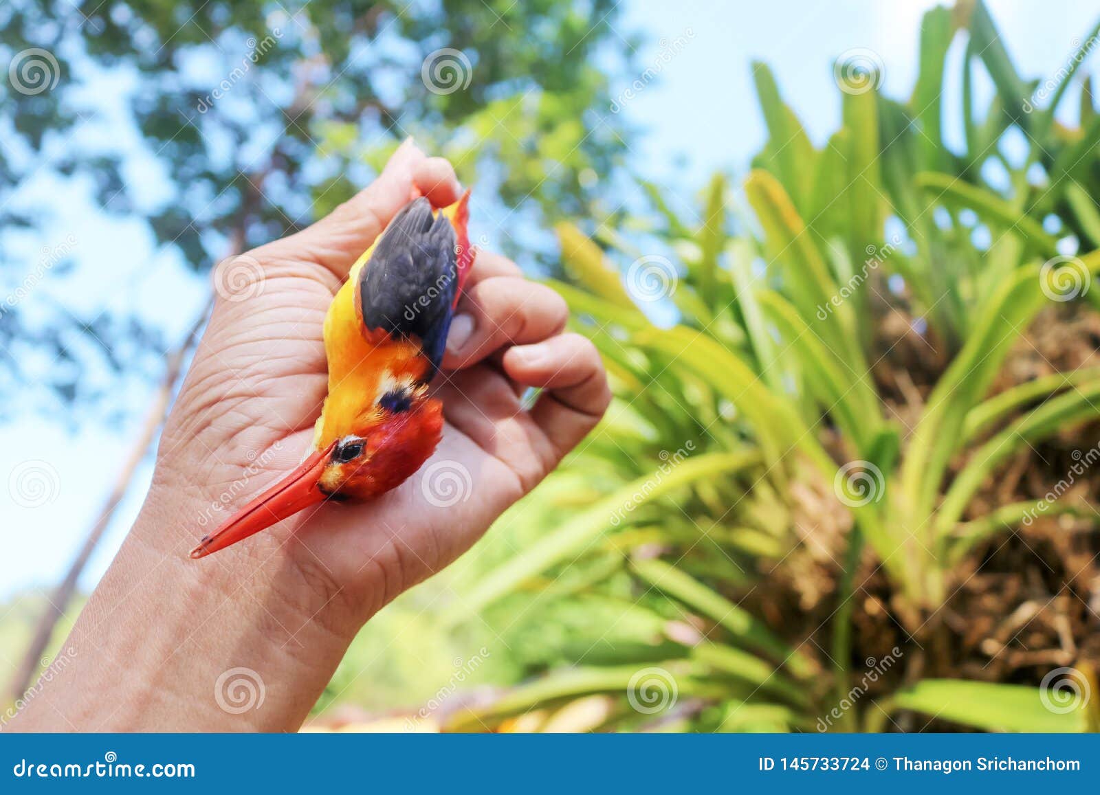 what moves the dead t kingfisher what moves the dead t kingfisher