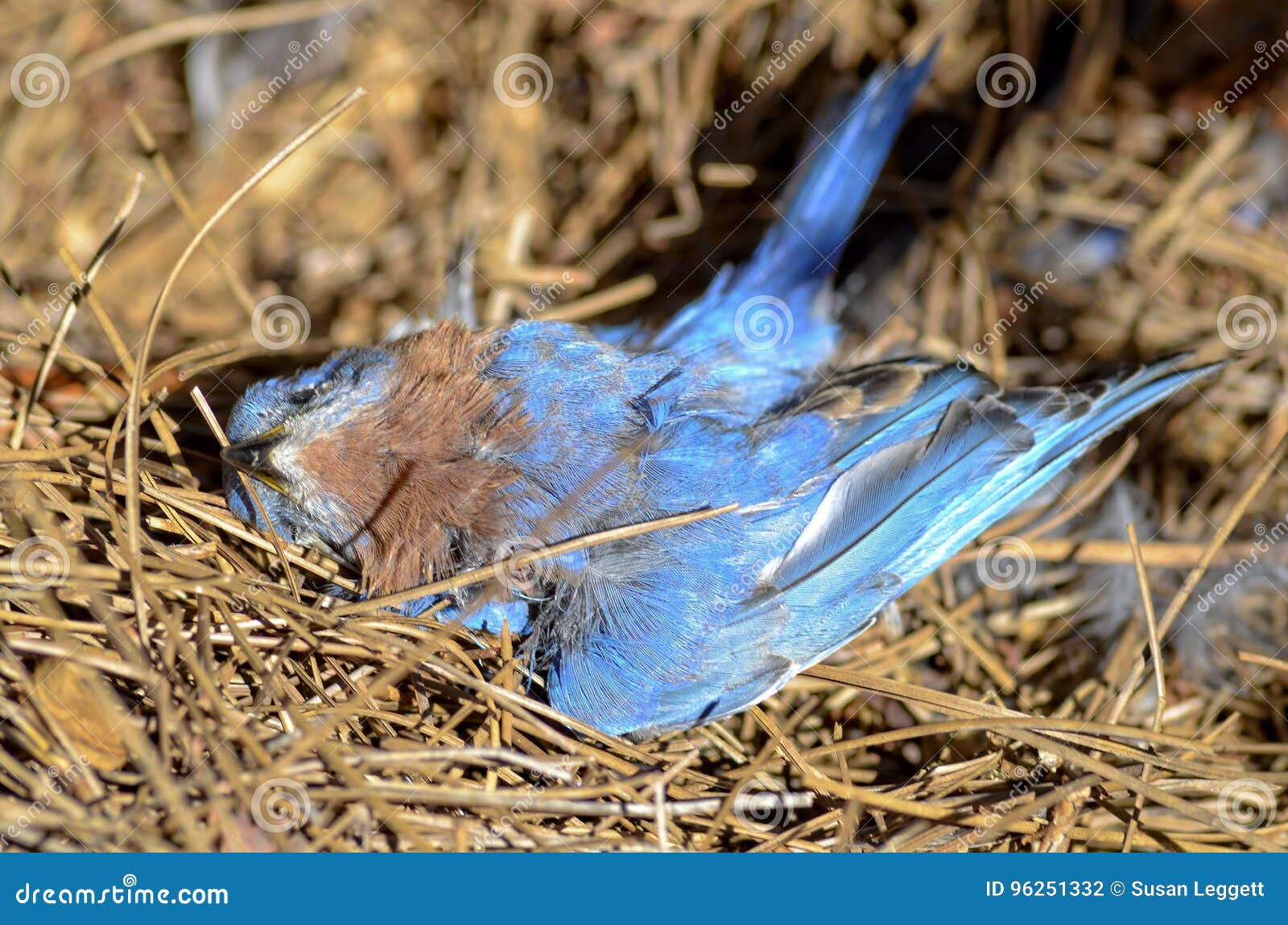 Dead Blue Bird stock photo. Image of pine, ground, straw 96251332