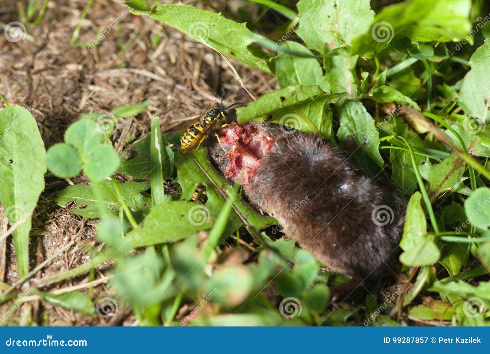 Dead Mouse Eaten By A Wasp Stock Image Image Of Animal 99287857 dead-mouse-eaten-by-a-wasp-stock-image-image-of-animal-99287857