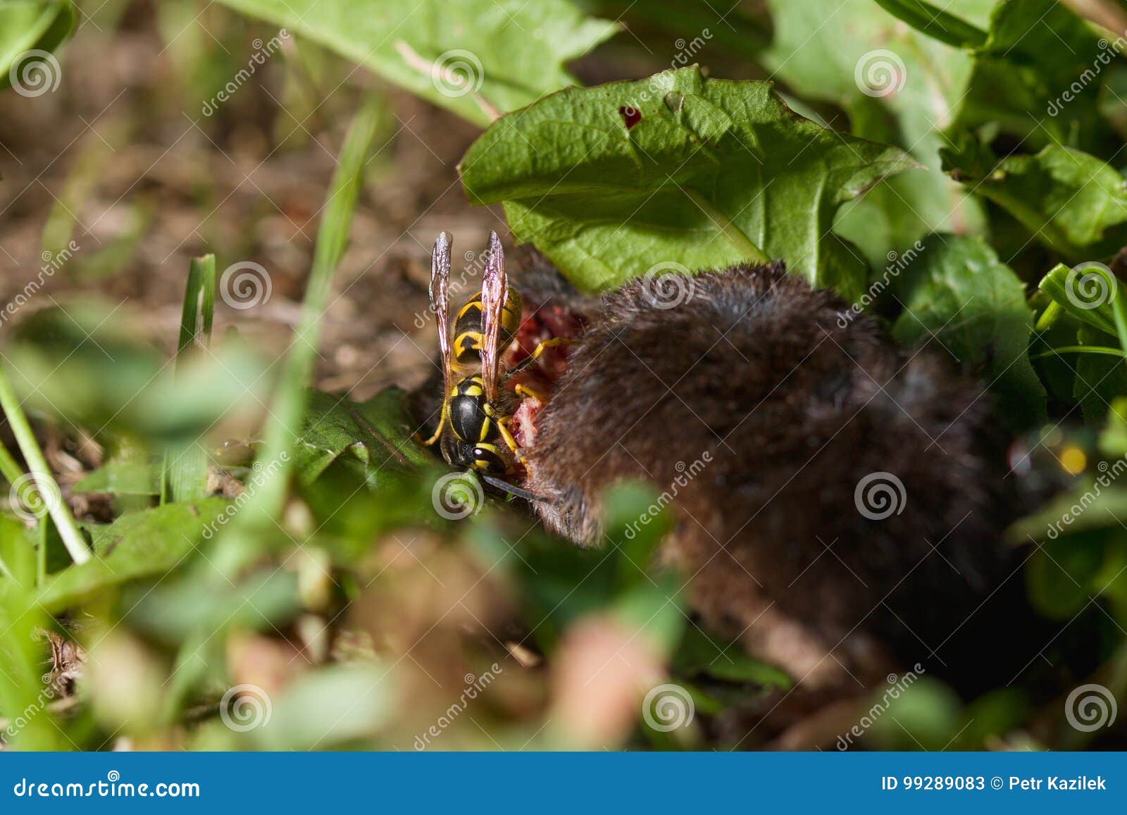 Wasp eats dead mouse stock image. Image of biology, feed 99289083