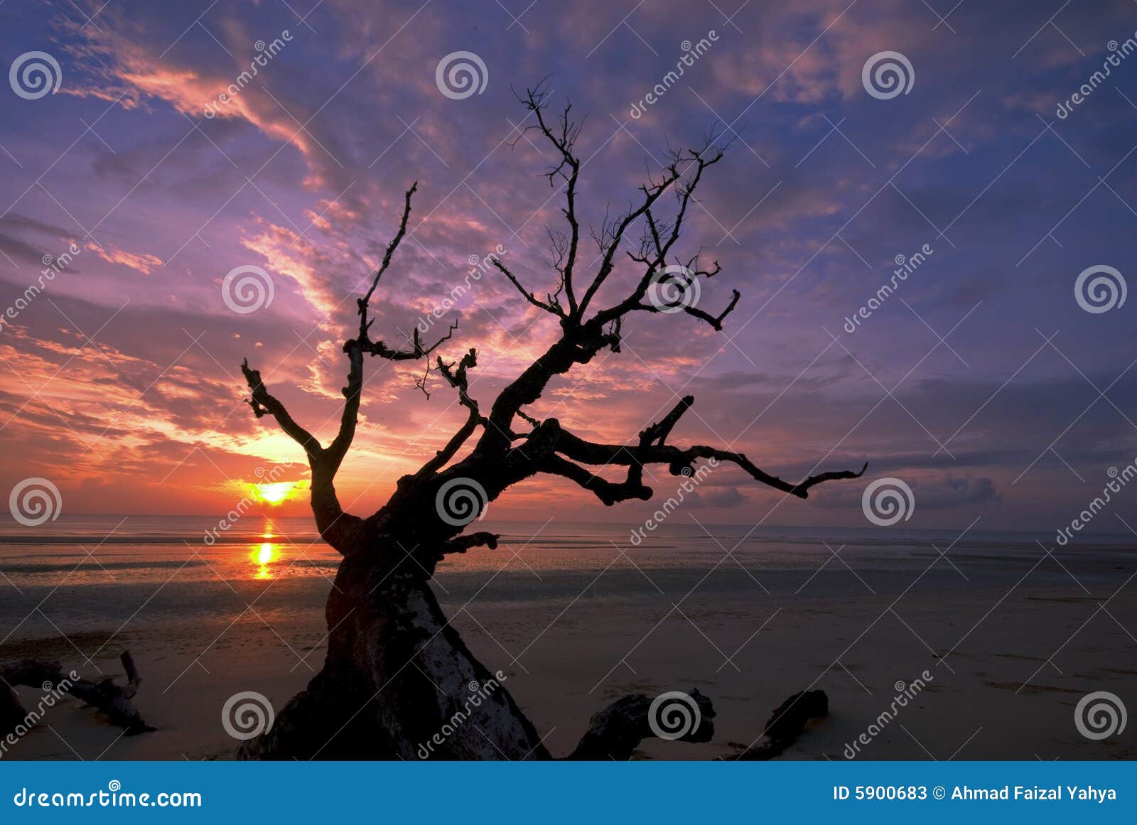 Dead Branches Against Dramatic Sunrise. Stock Image - Image of dead