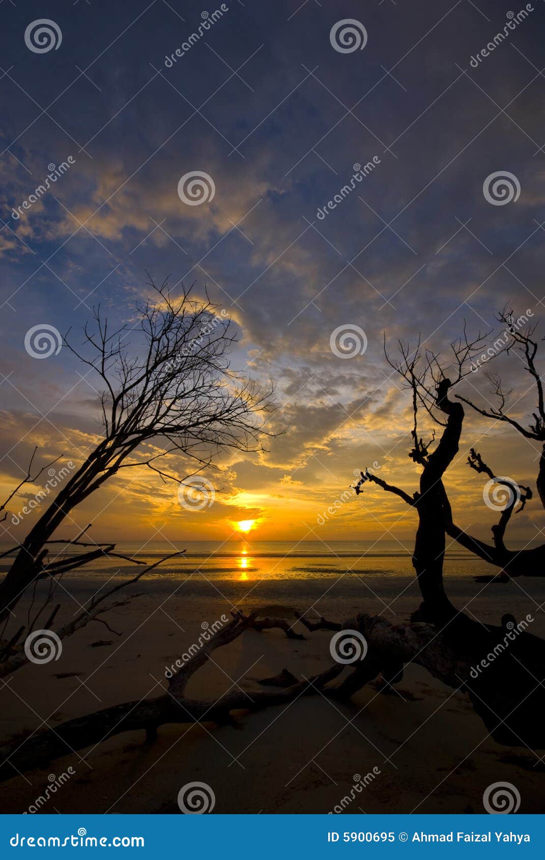 Dead Branches Against Dramatic Sunrise. Stock Image - Image of coast ...