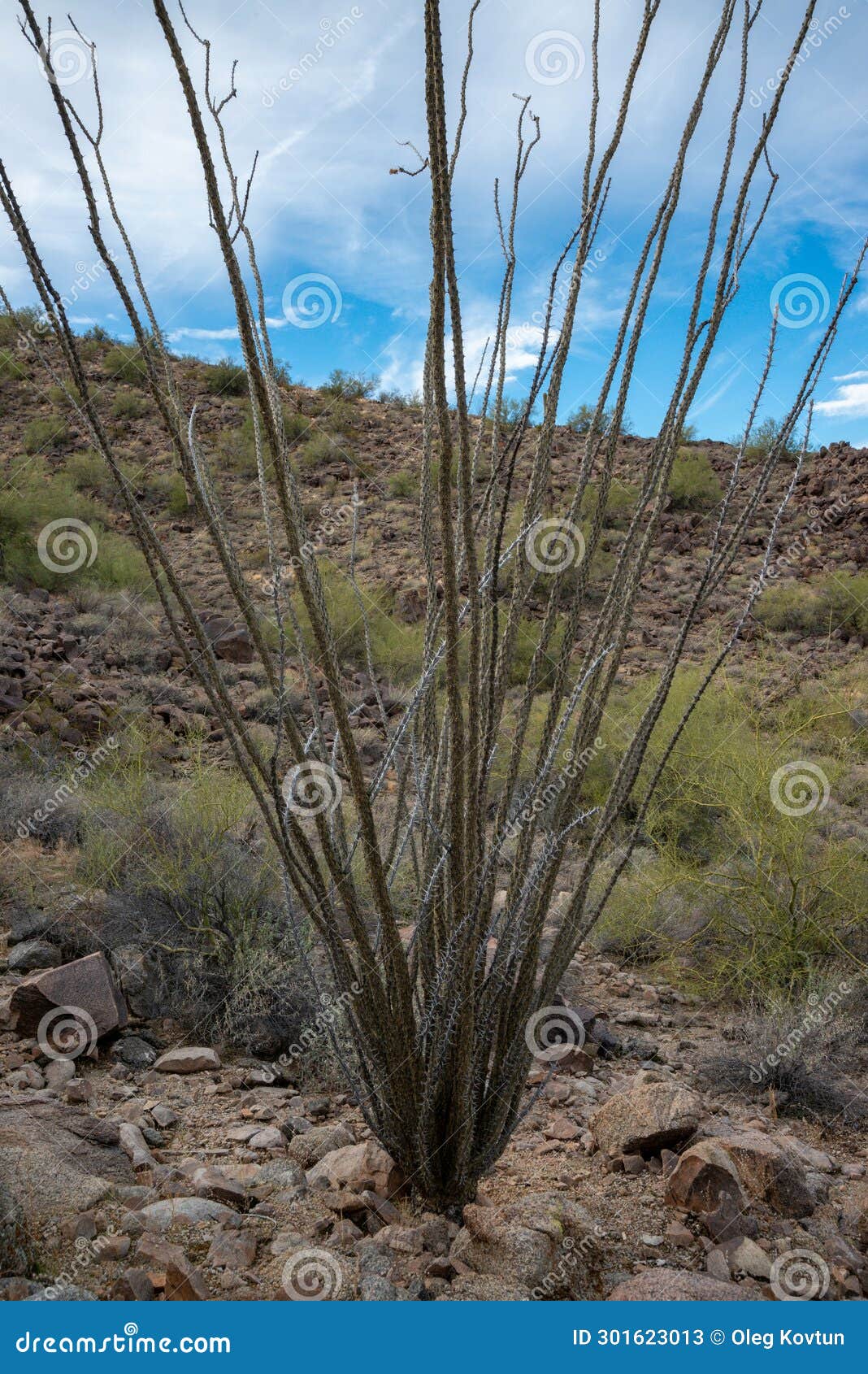 dead cactus lying on the ground ocotillo plant (fouquieria splendens) in the desert of arizona