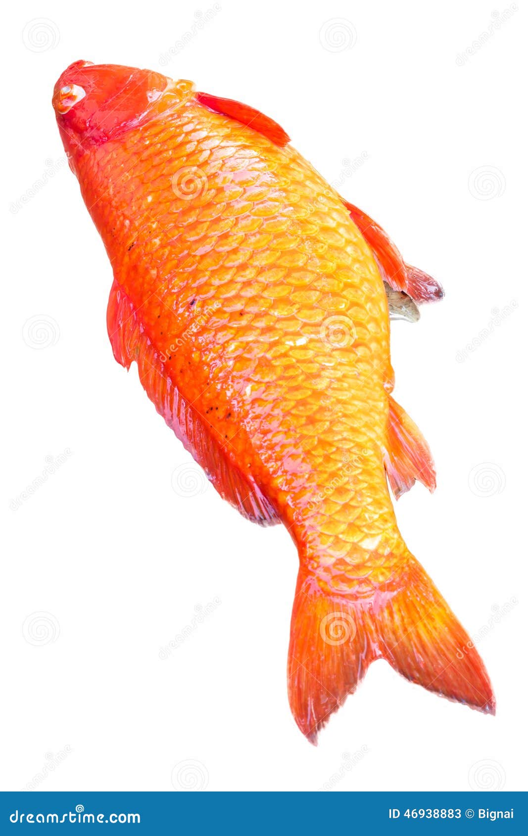 Dead carp fish stock image. Image of goldfish, fish, cichlidae 46938883