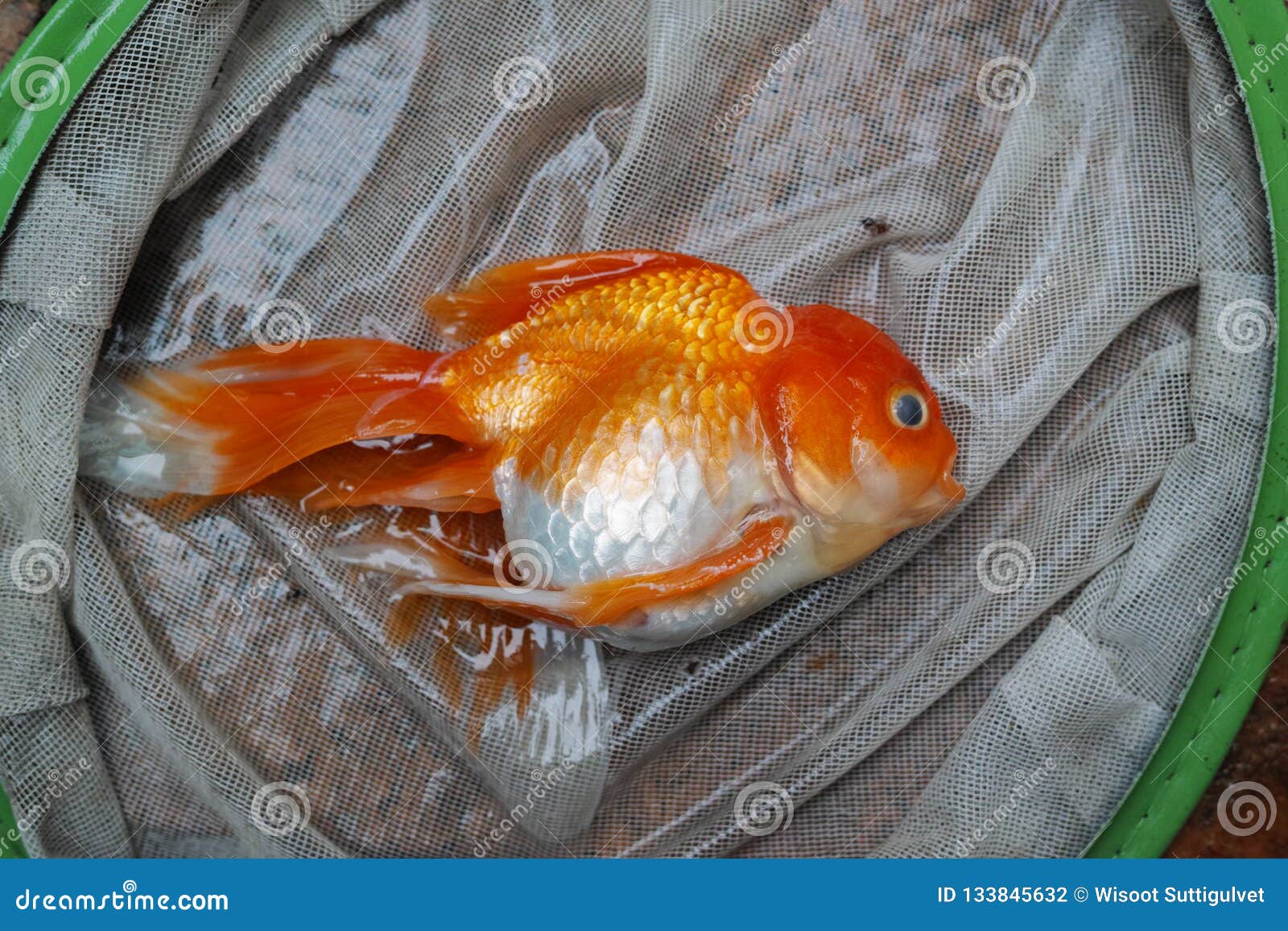 Dead Koi Fish Diseases Infected Stock Photo Image Of Animal