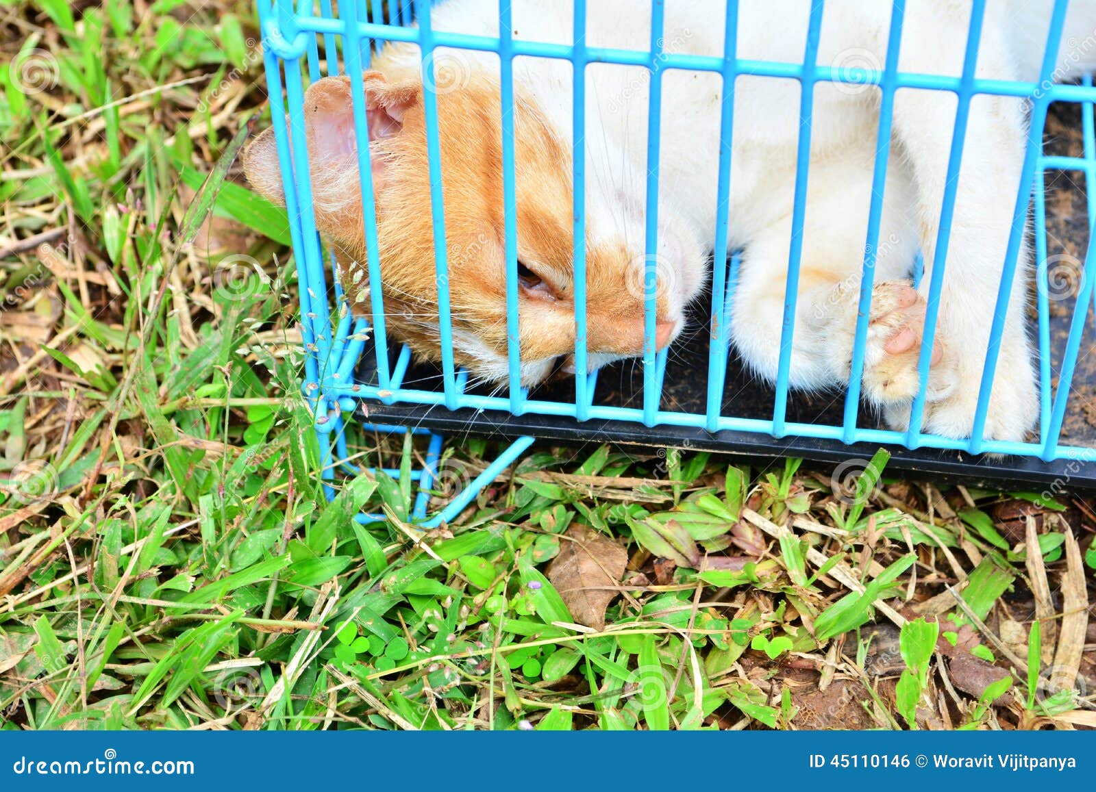 Dead Cat stock photo. Image of pets, stinking, rotten 45110146