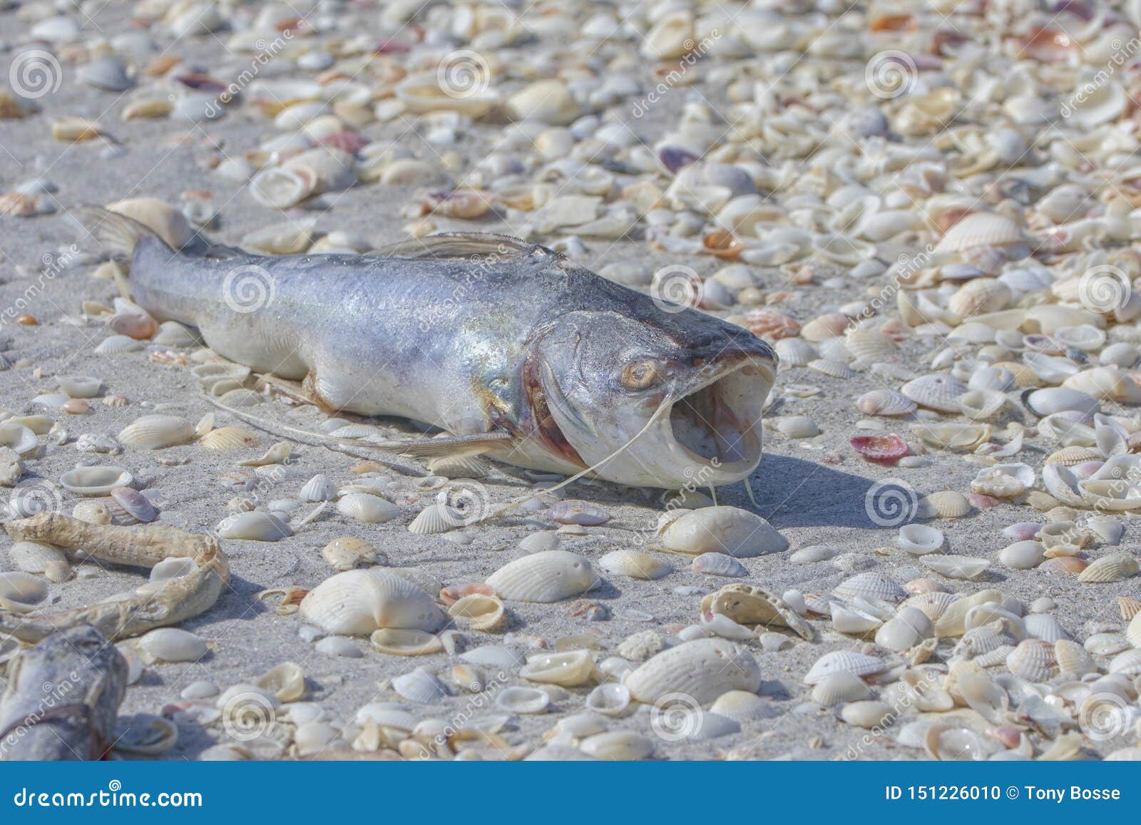 Dead Catfish On The Beach Stock Photo Image Of Death