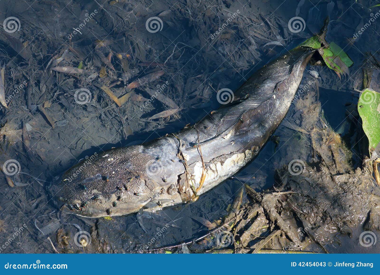 Dead catfish stock image. Image of pond, close, closeup 42454043